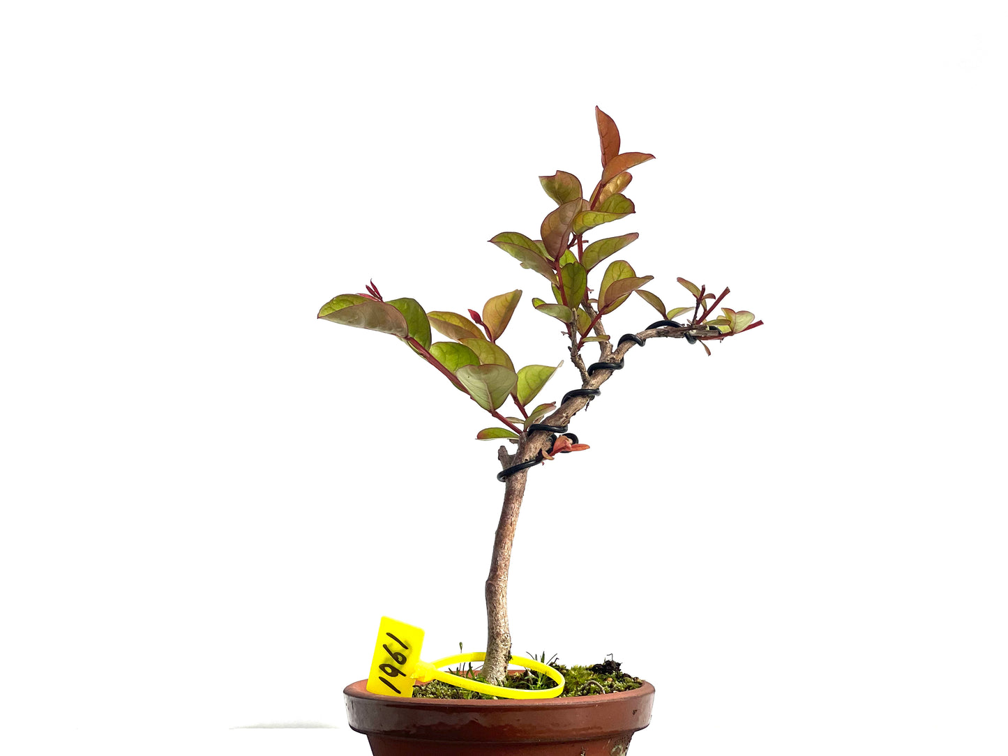 Lagerstroemia Indica 1961