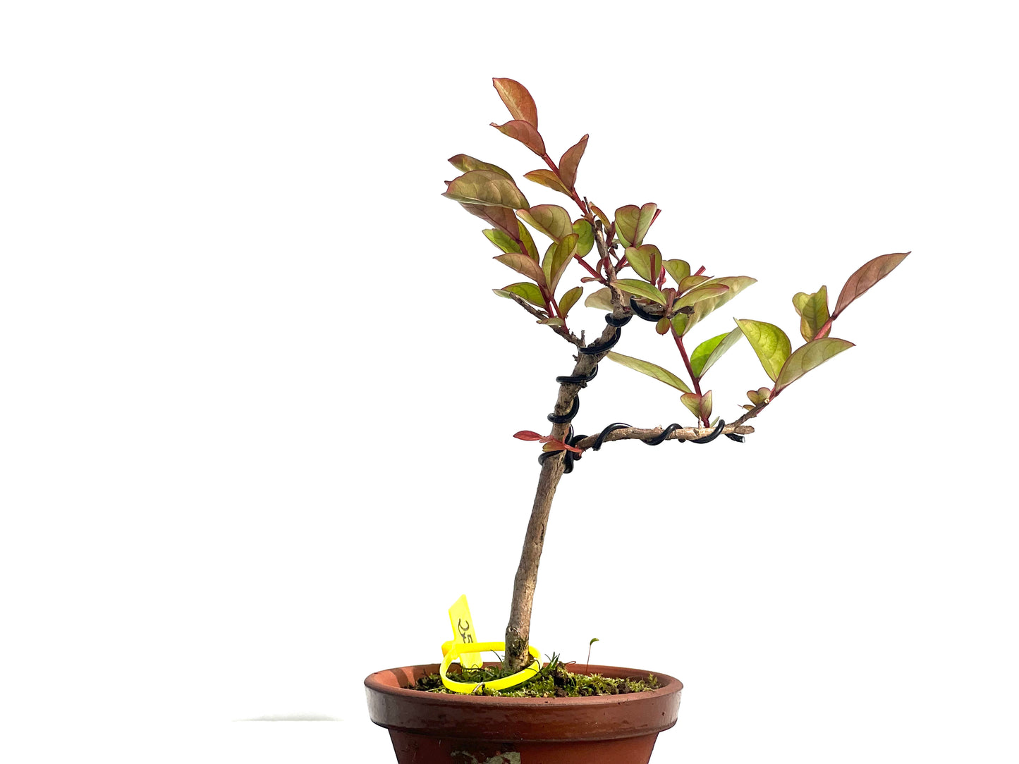 Lagerstroemia Indica 1961