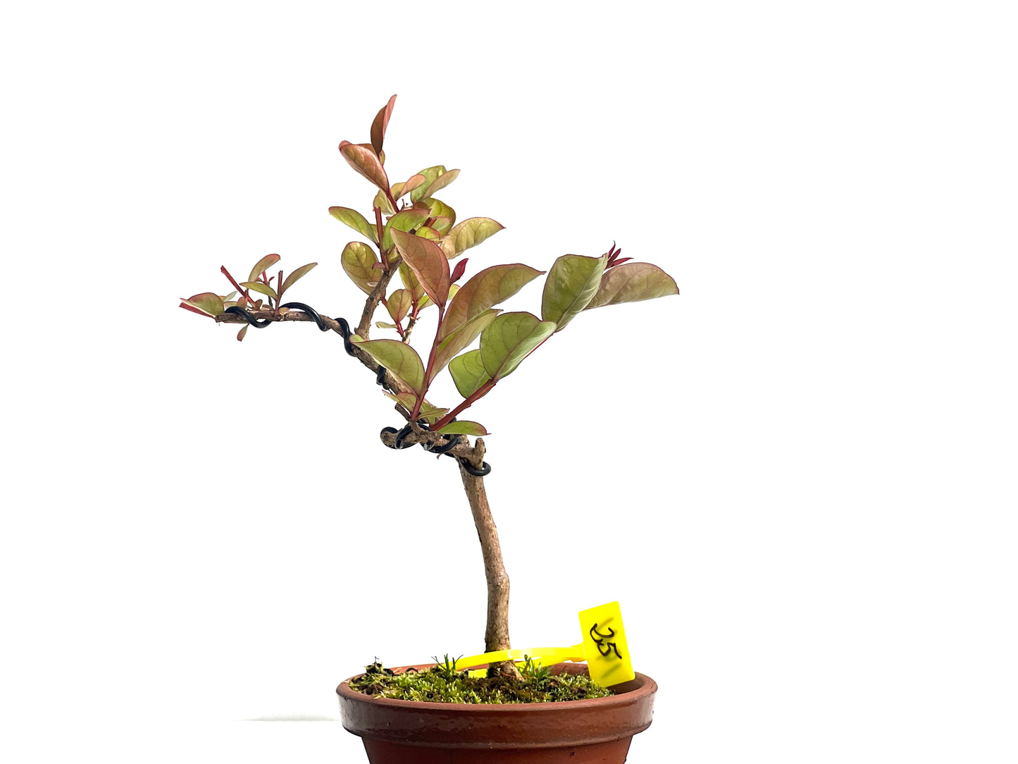 Lagerstroemia Indica 1961