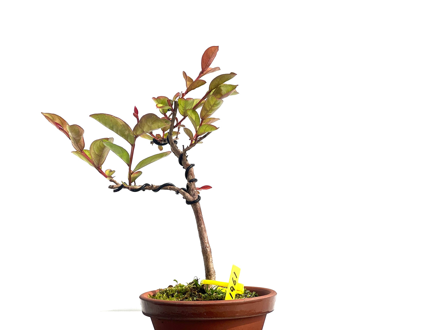 Lagerstroemia Indica 1961