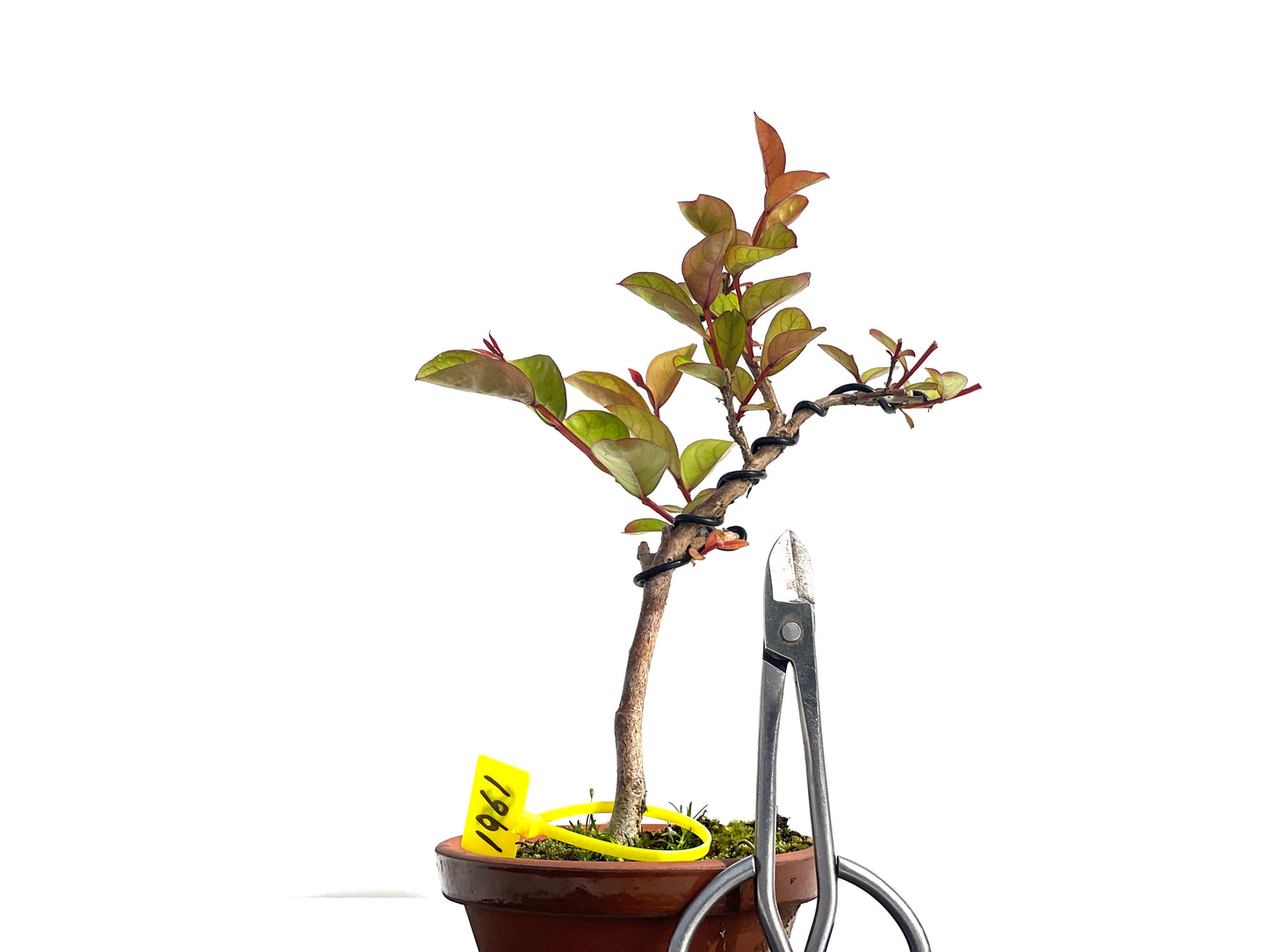 Lagerstroemia Indica 1961