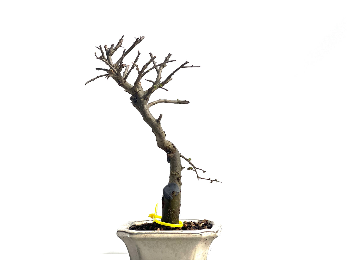 Ulmus Parvifolia 1962