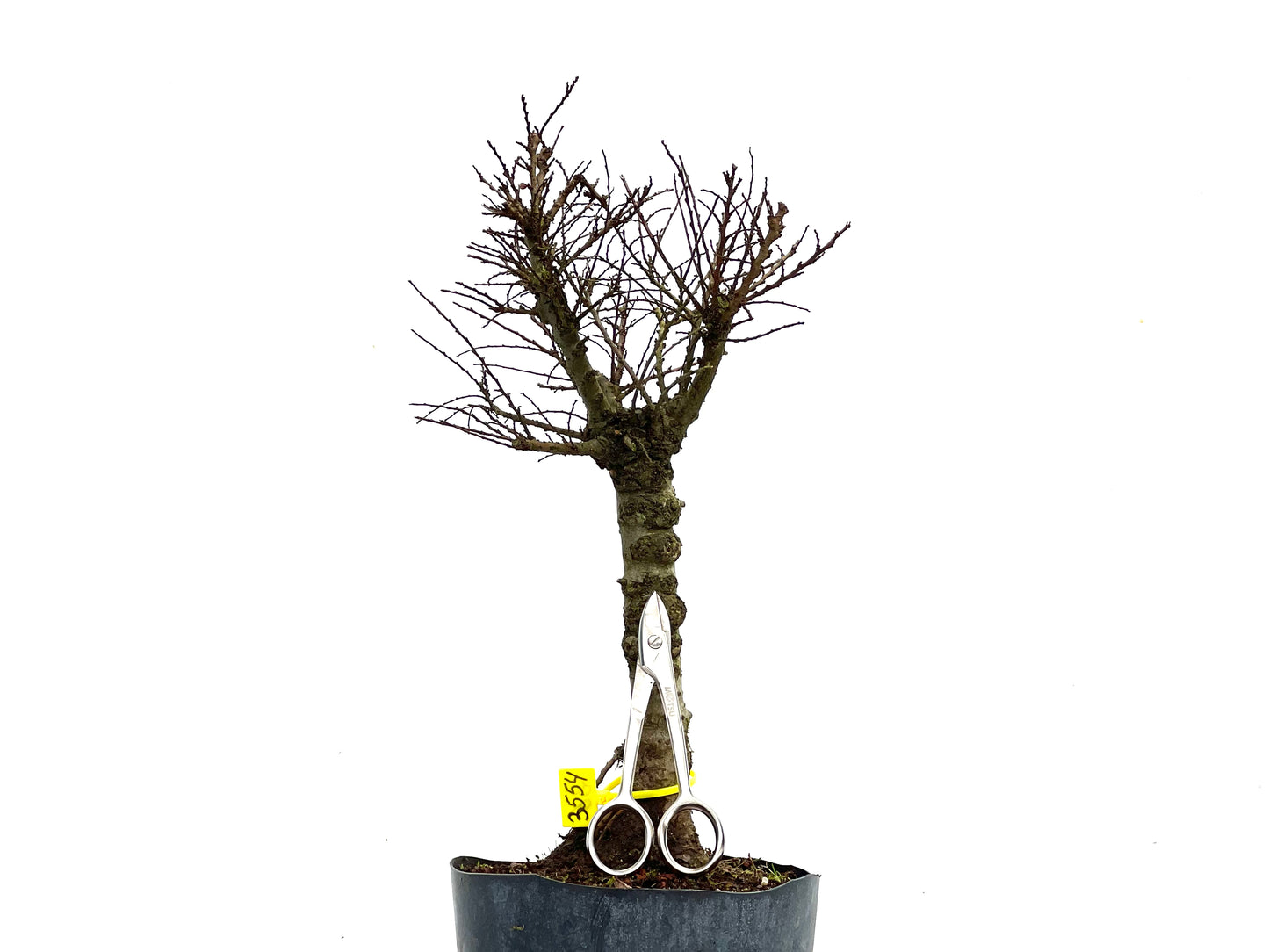 Ulmus Hokkaido 3554