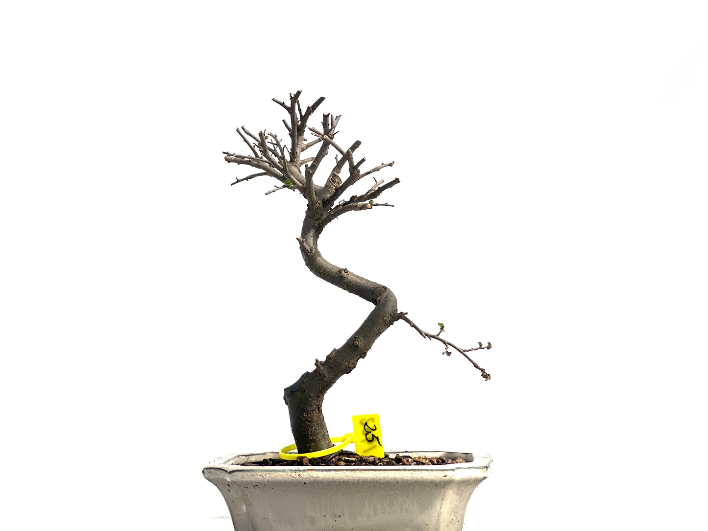 Ulmus Parvifolia 1962