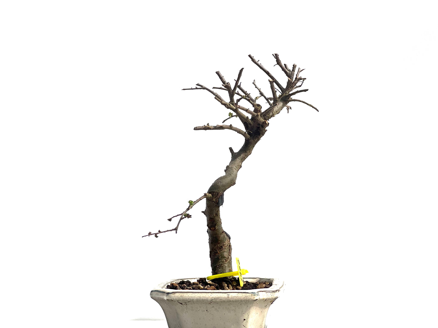 Ulmus Parvifolia 1962