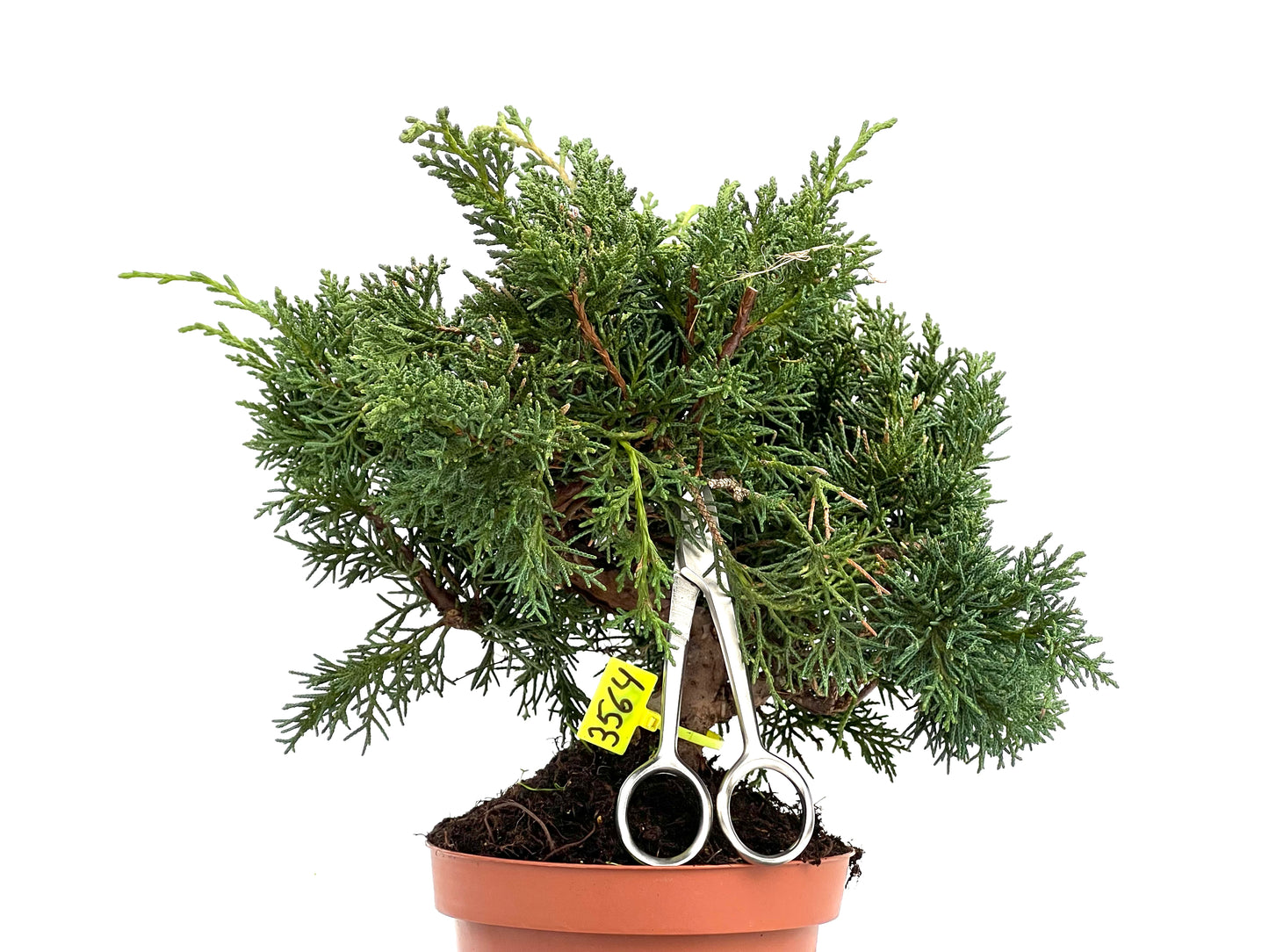 Juniperus Chinensis Kyushu 3564