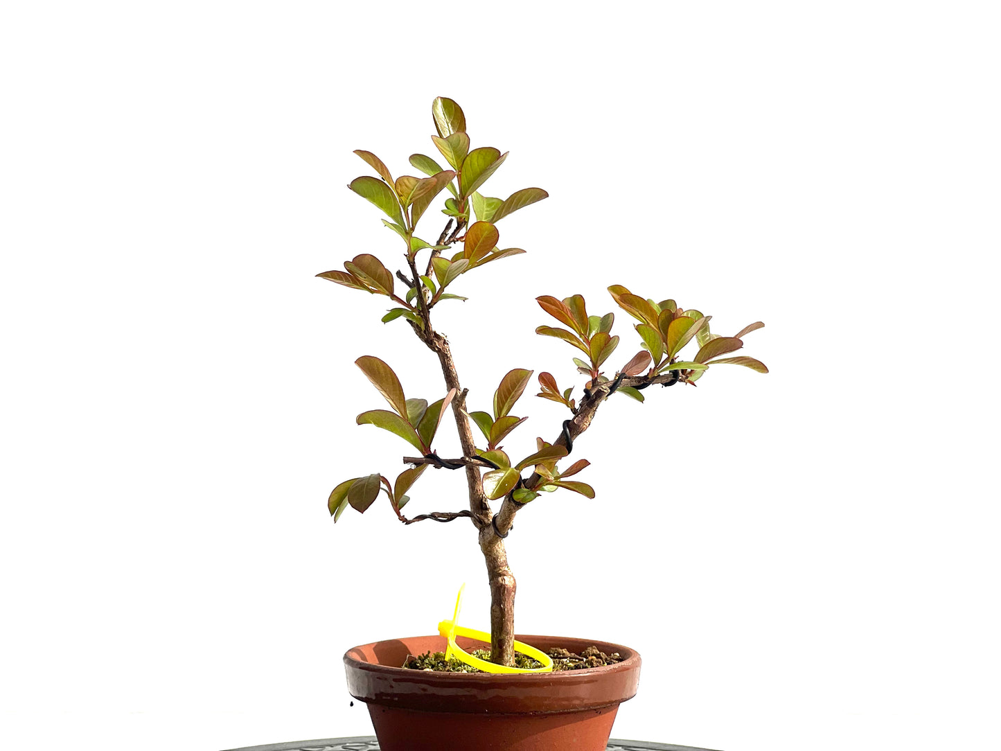 Lagerstroemia Indica 1963