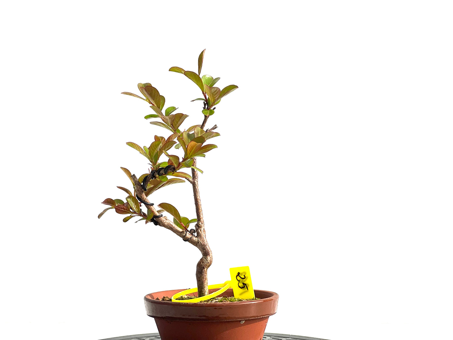 Lagerstroemia Indica 1963