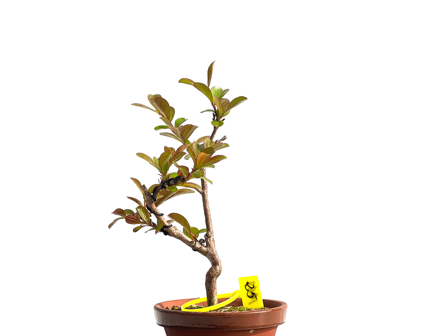 Lagerstroemia Indica 1963