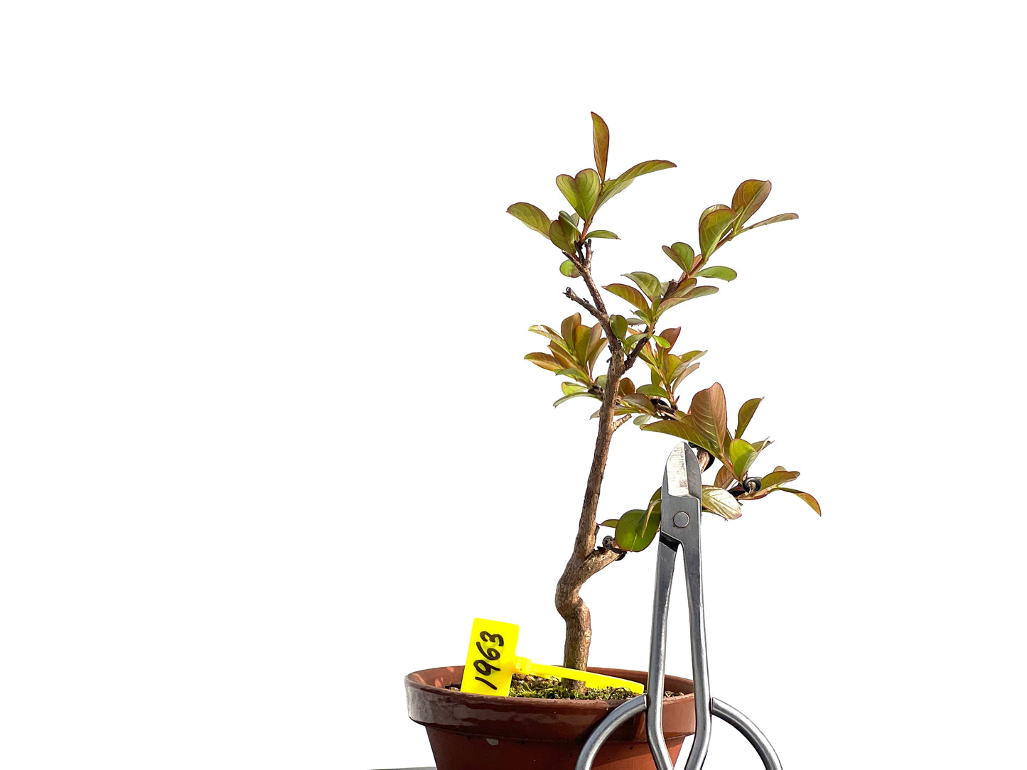 Lagerstroemia Indica 1963