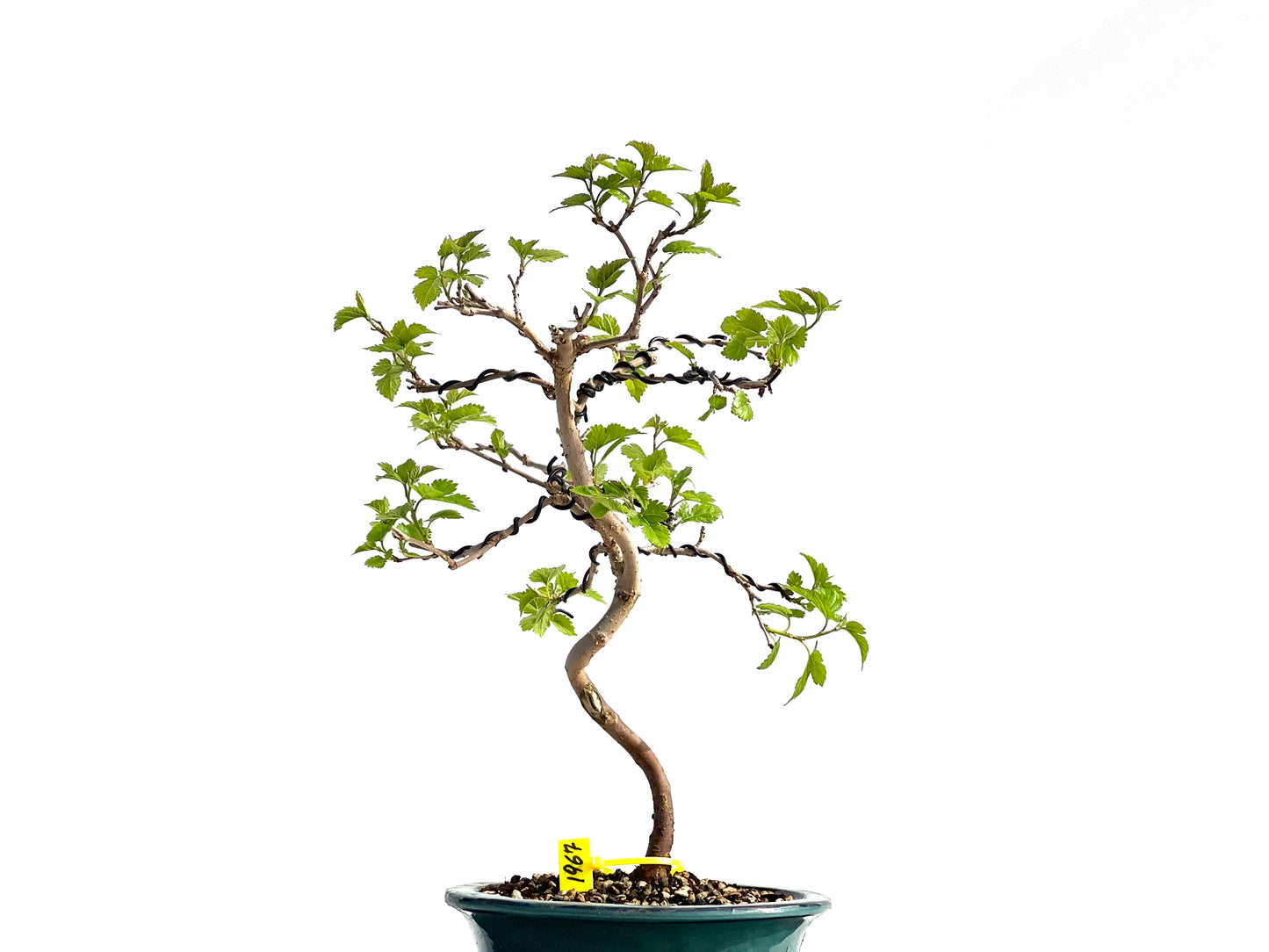 Morus Alba 1967