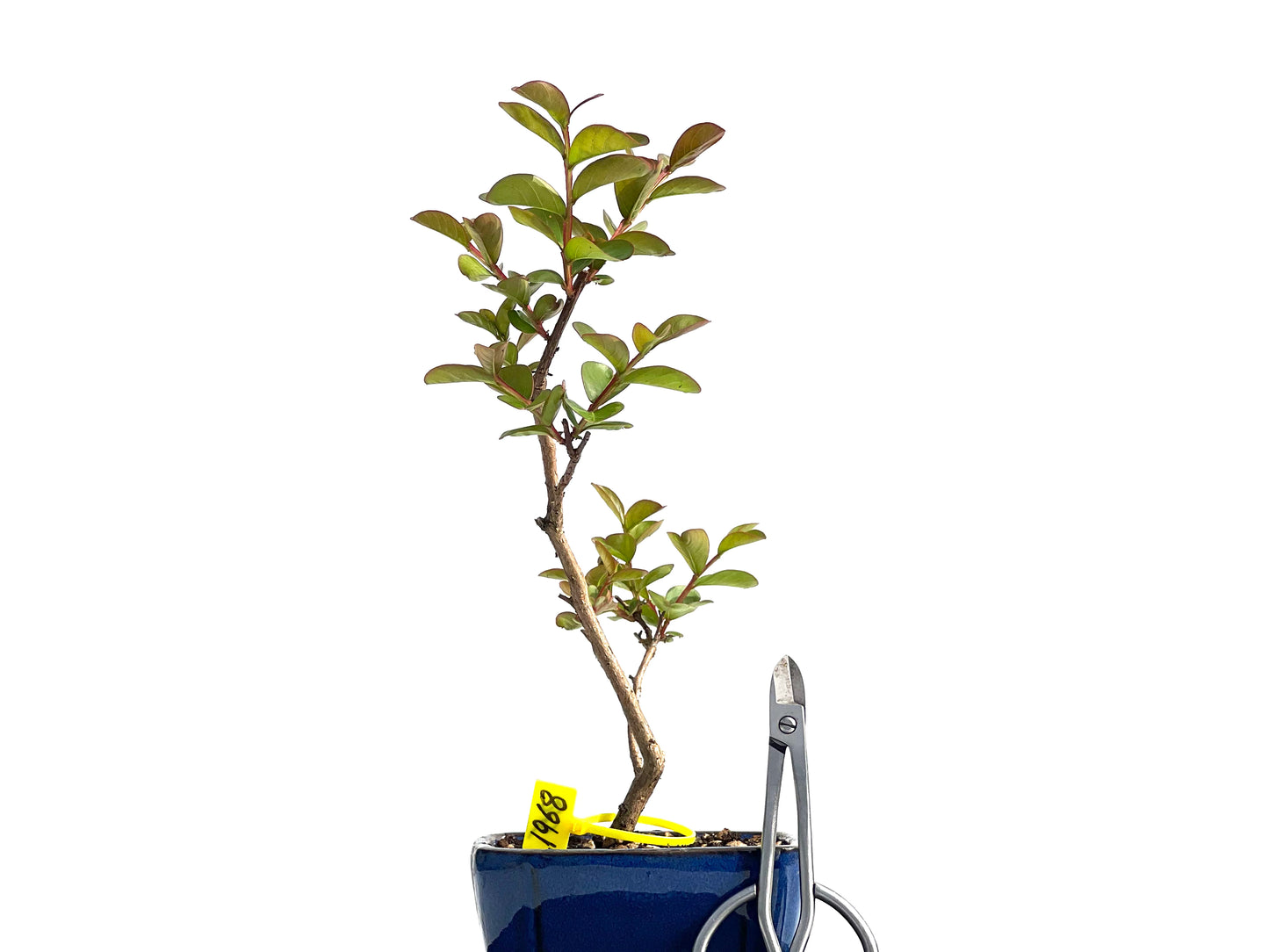 Lagerstroemia Indica 1968