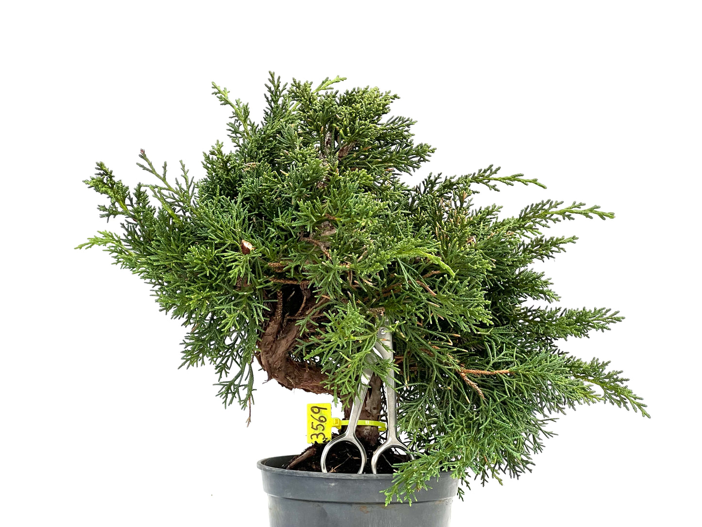 Juniperus Chinensis Kyushu 3569