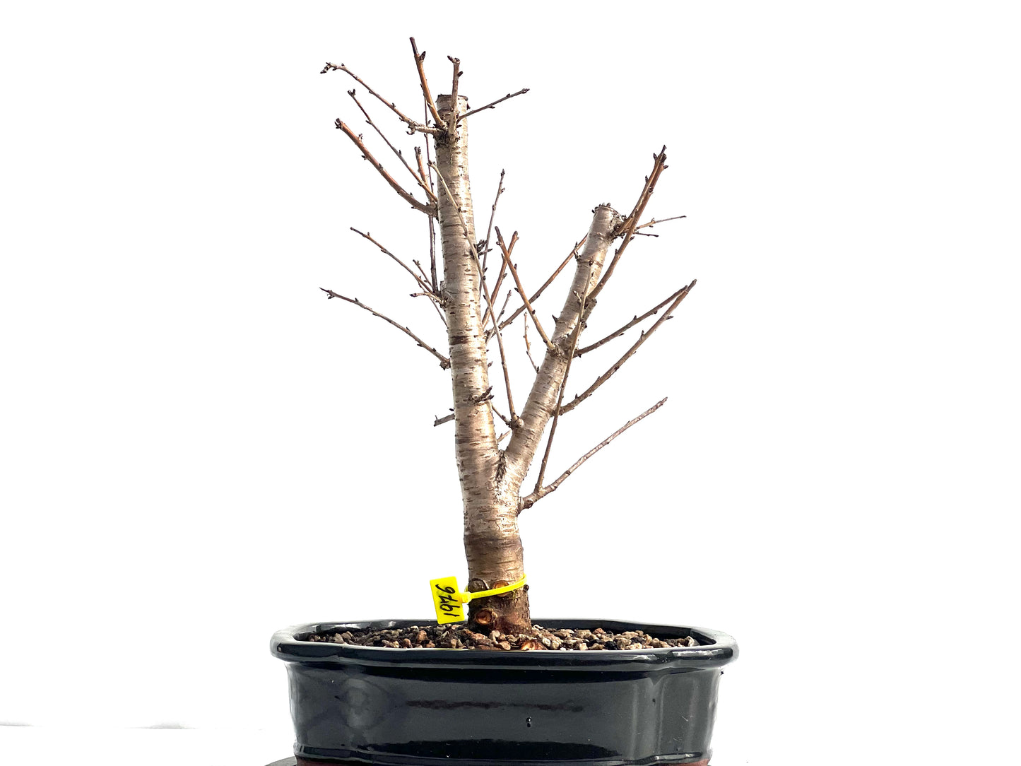 Prunus Mahaleb 1976