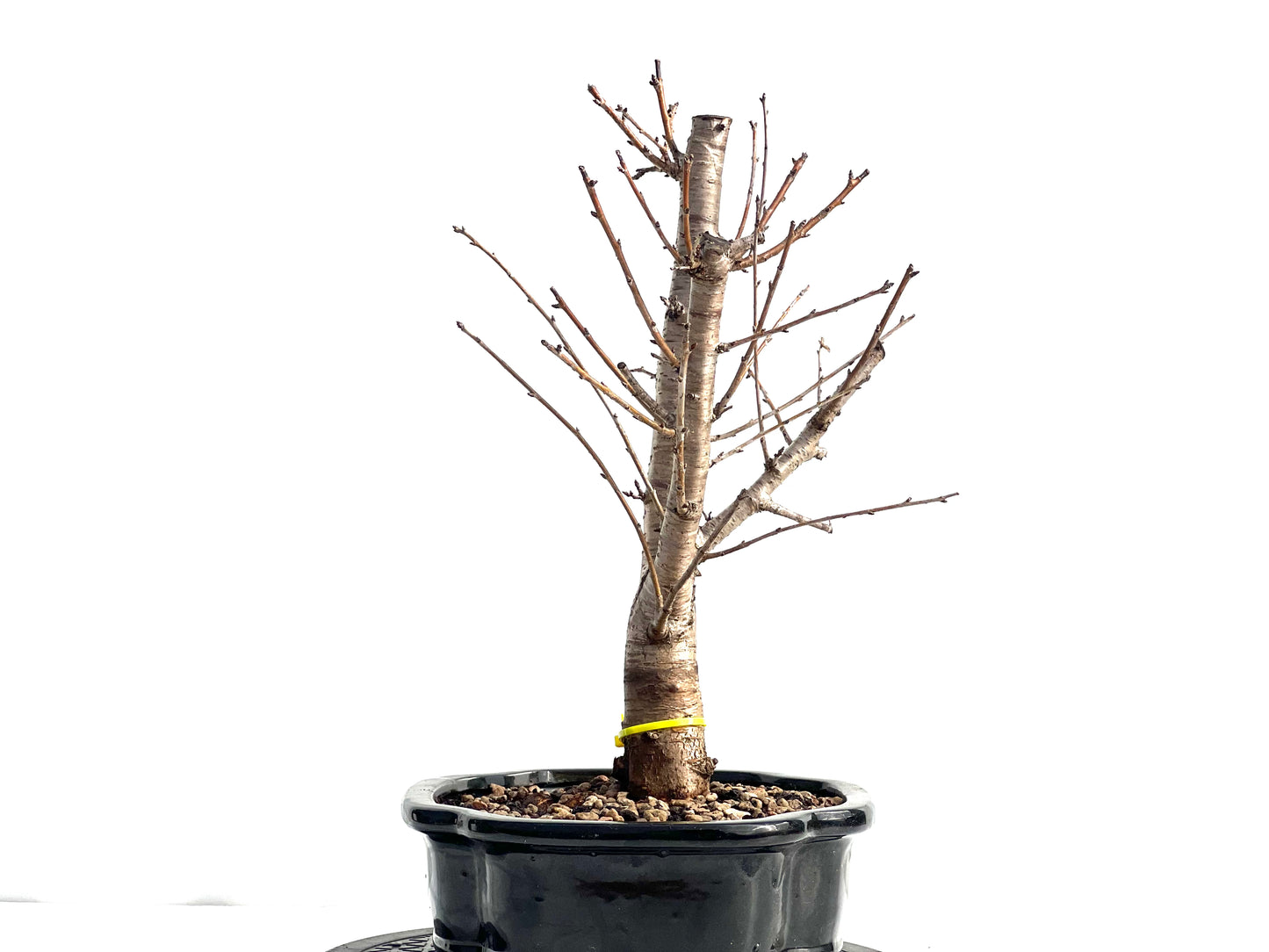 Prunus Mahaleb 1976