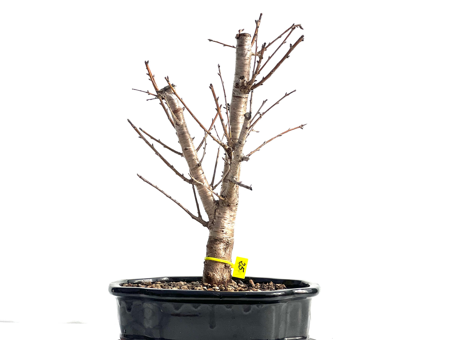 Prunus Mahaleb 1976