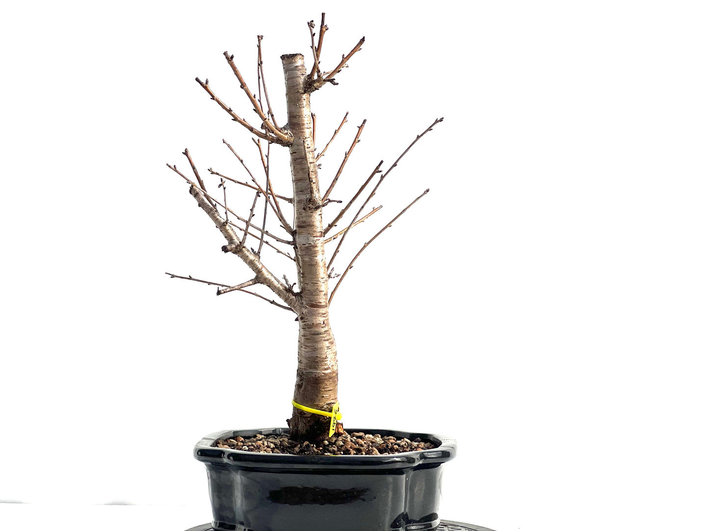 Prunus Mahaleb 1976