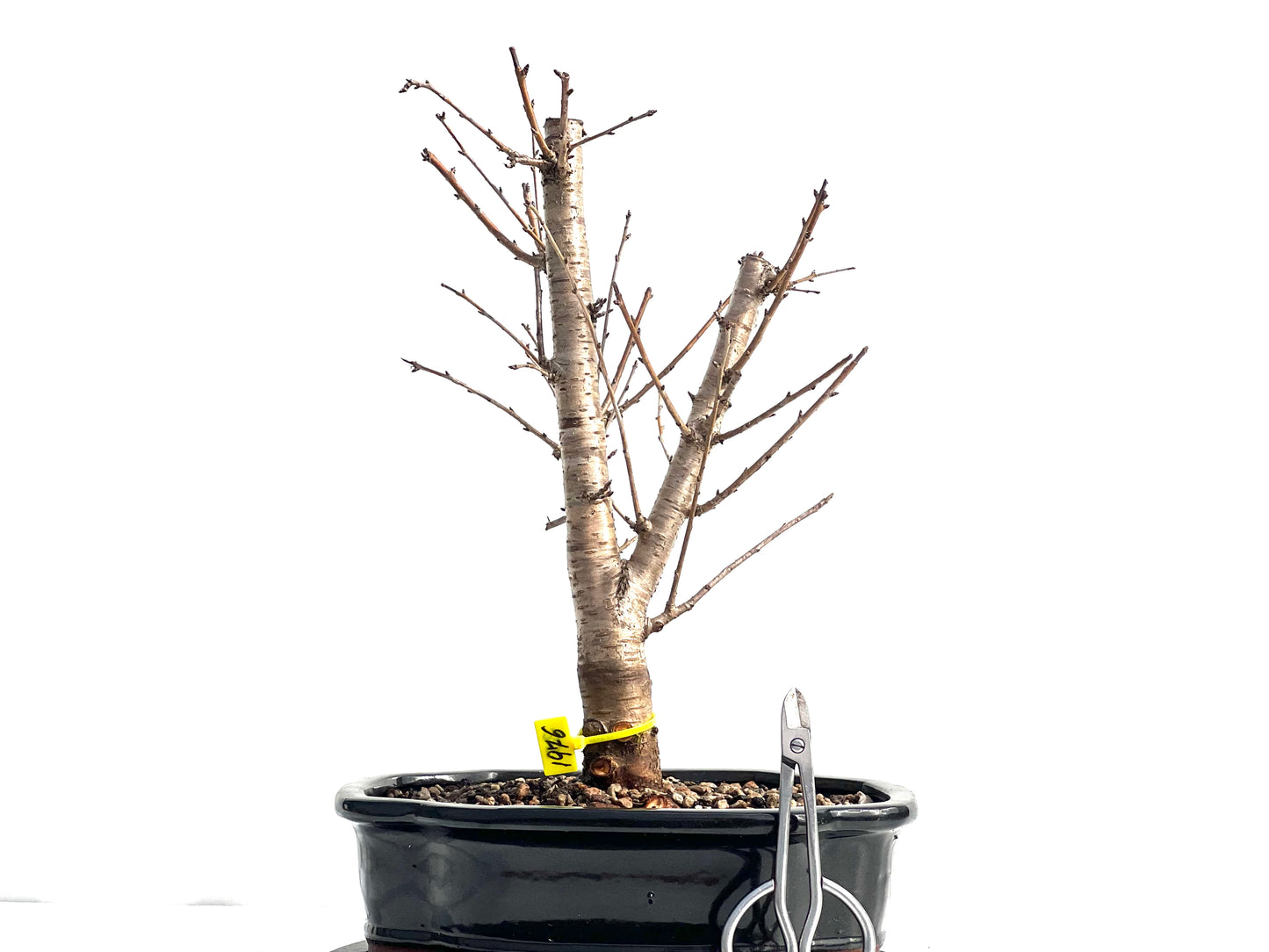 Prunus Mahaleb 1976