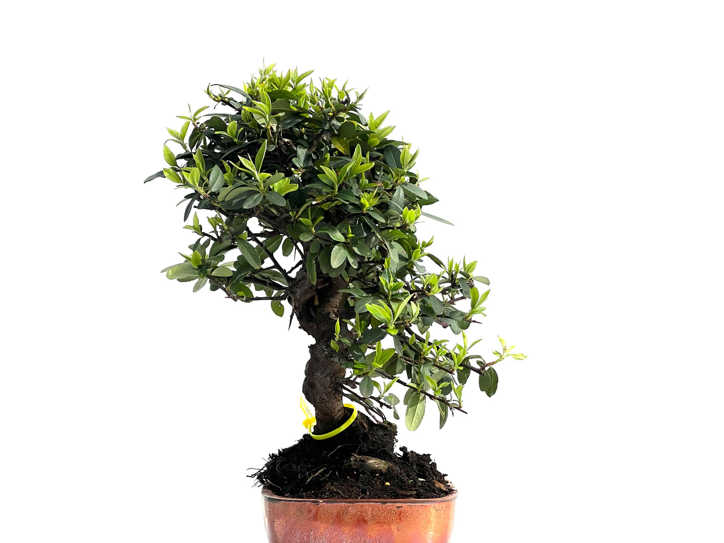 Pyracantha 1977