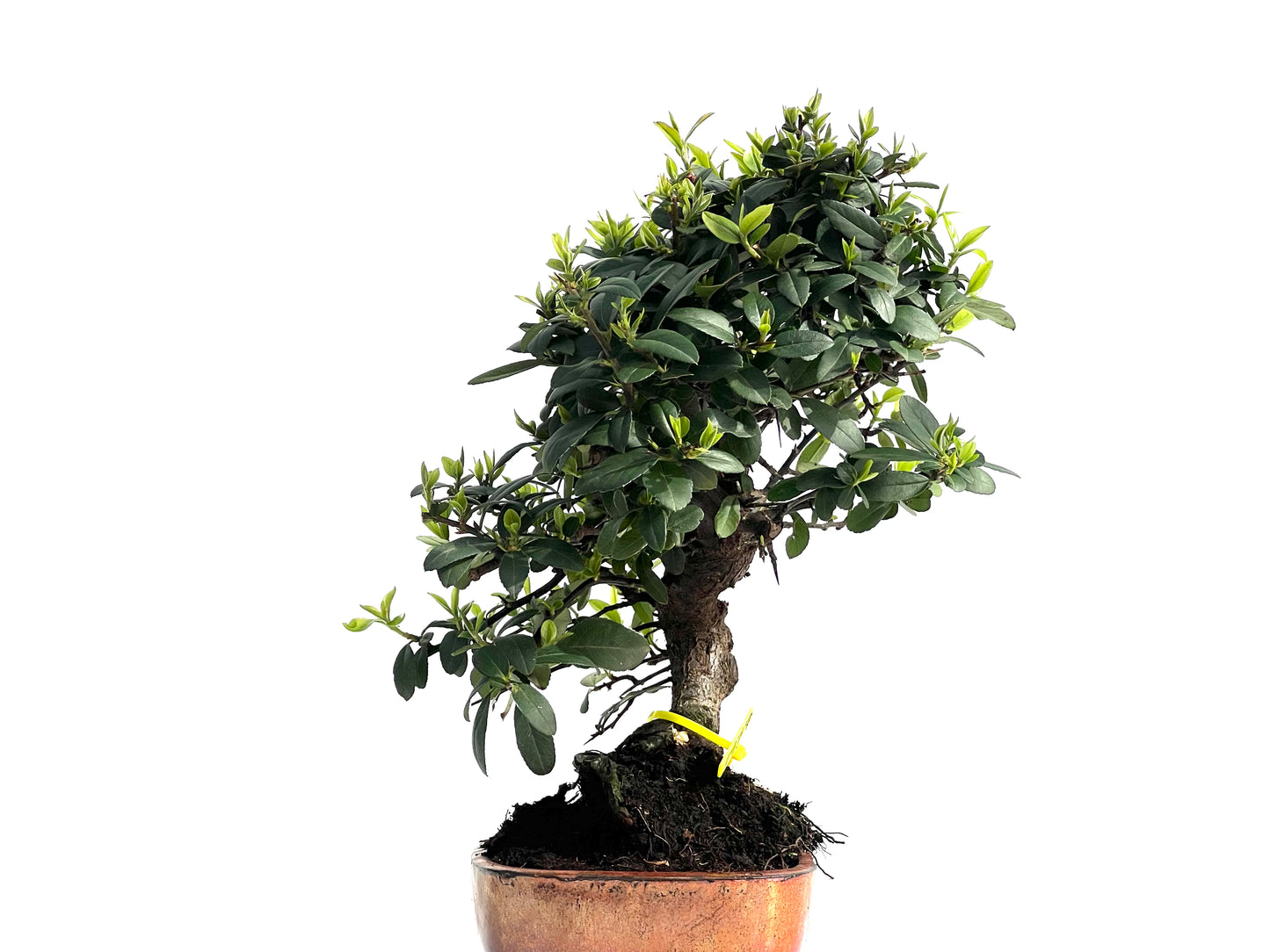 Pyracantha 1977