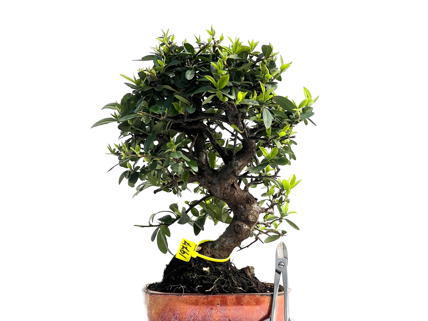 Pyracantha 1977