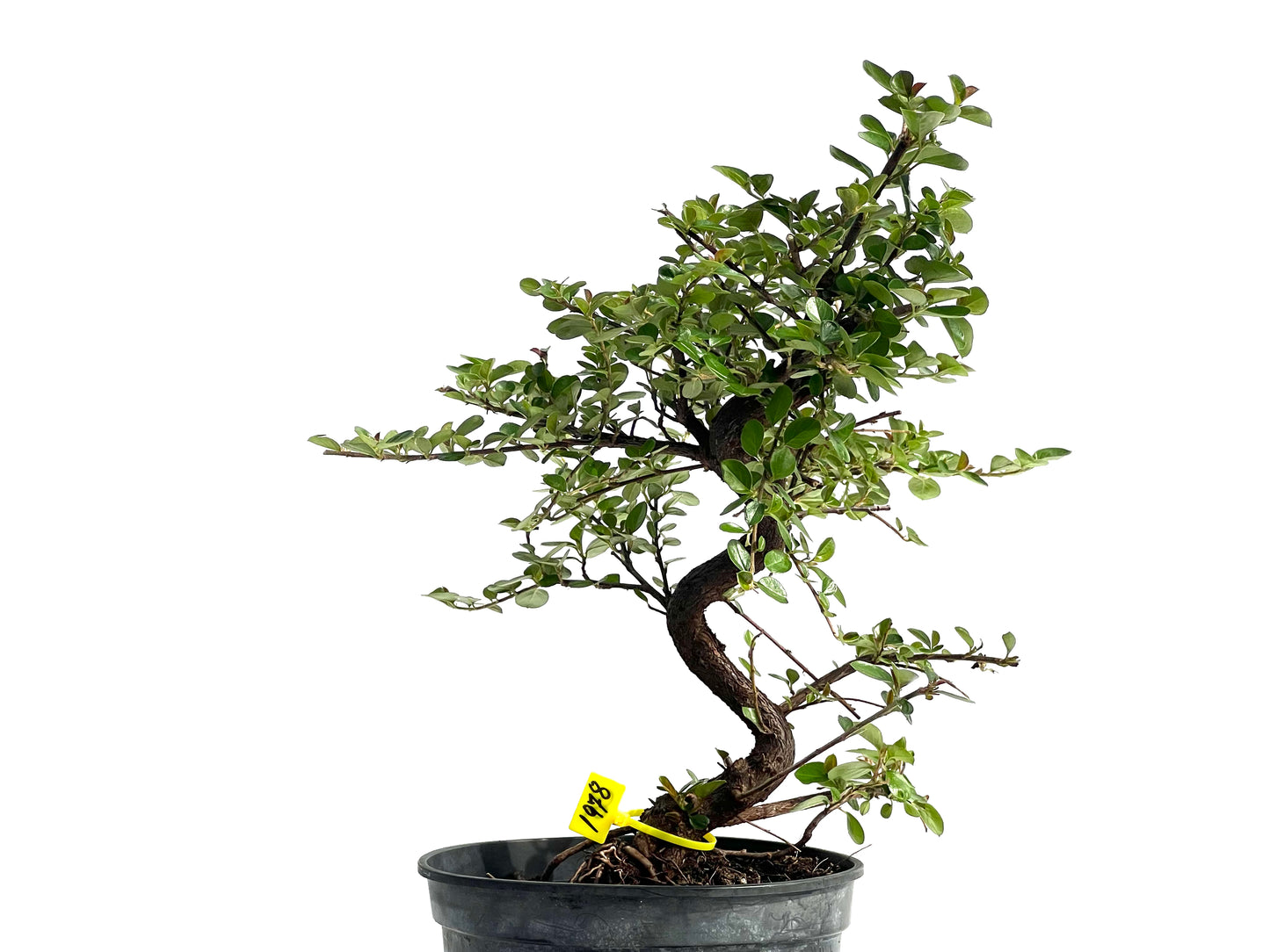 Cotoneaster 1978