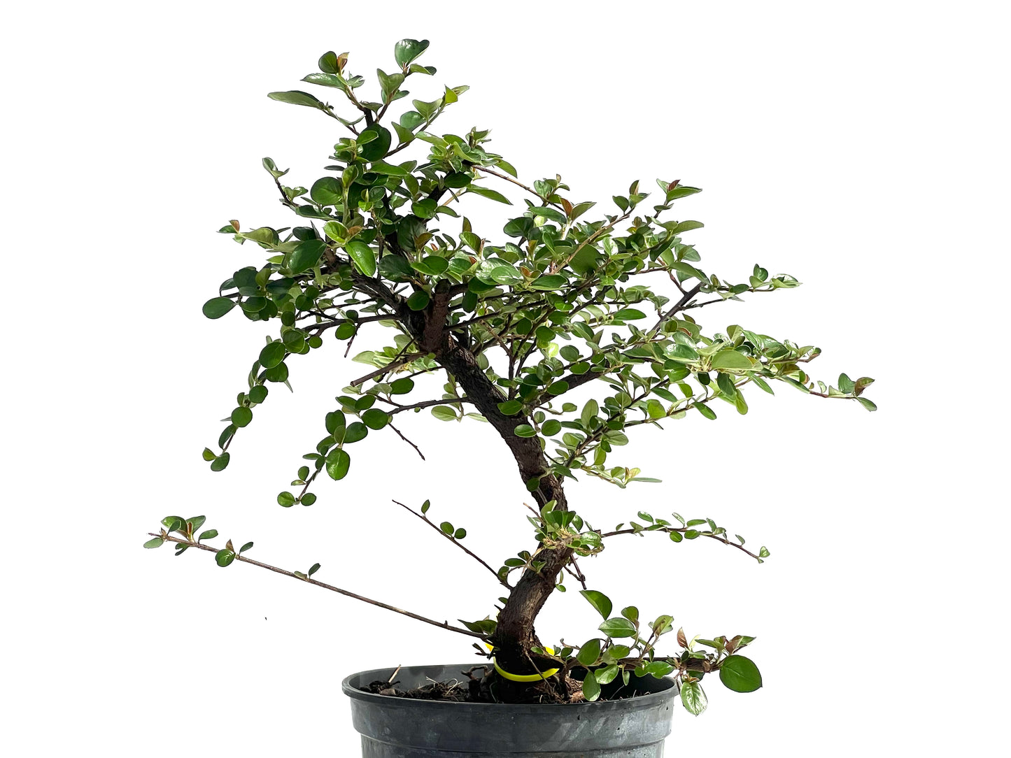 Cotoneaster 1978
