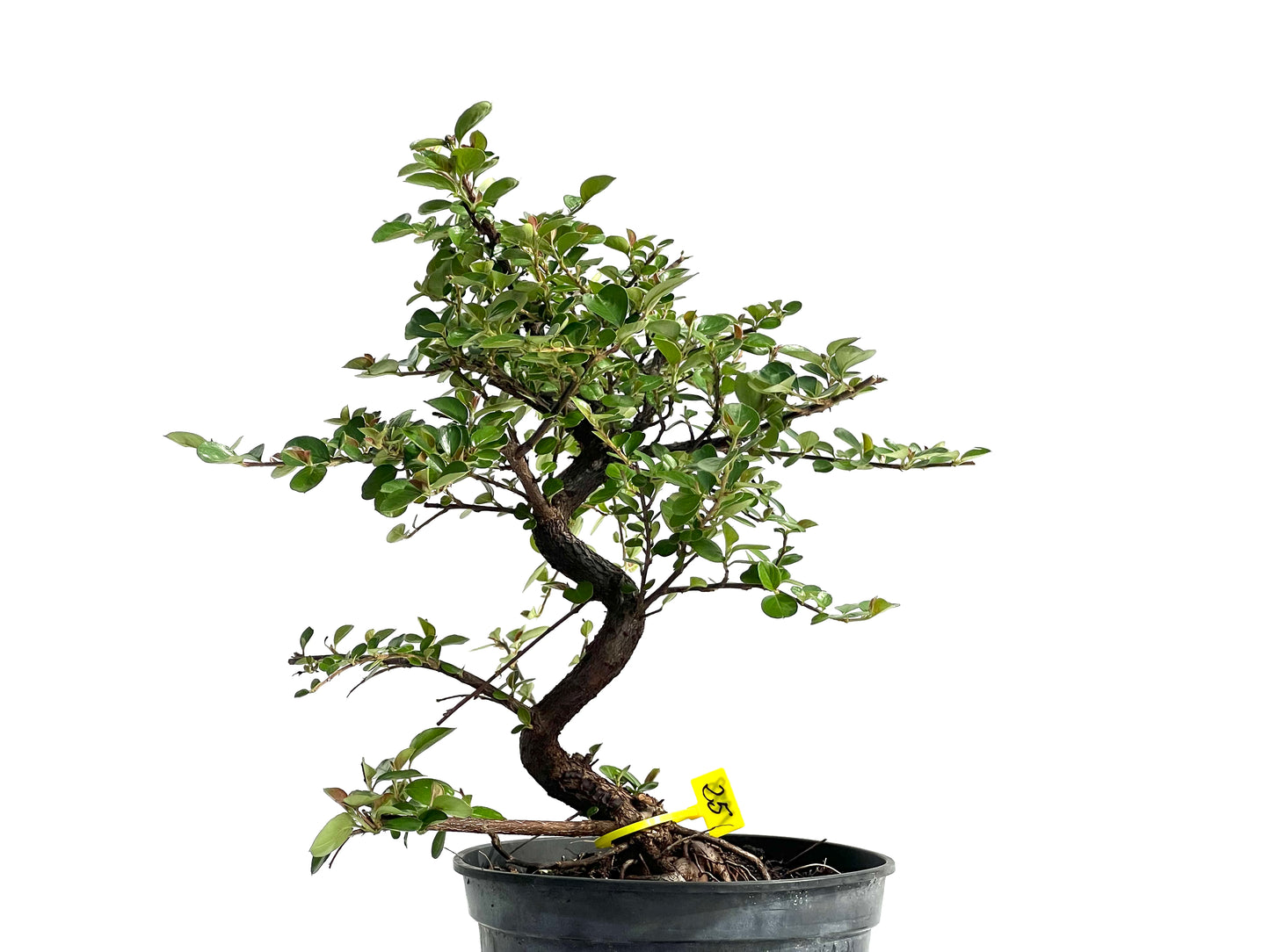 Cotoneaster 1978