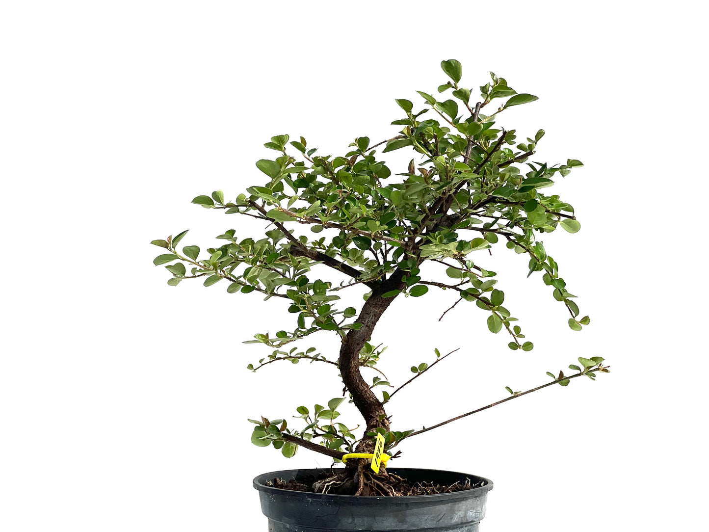 Cotoneaster 1978