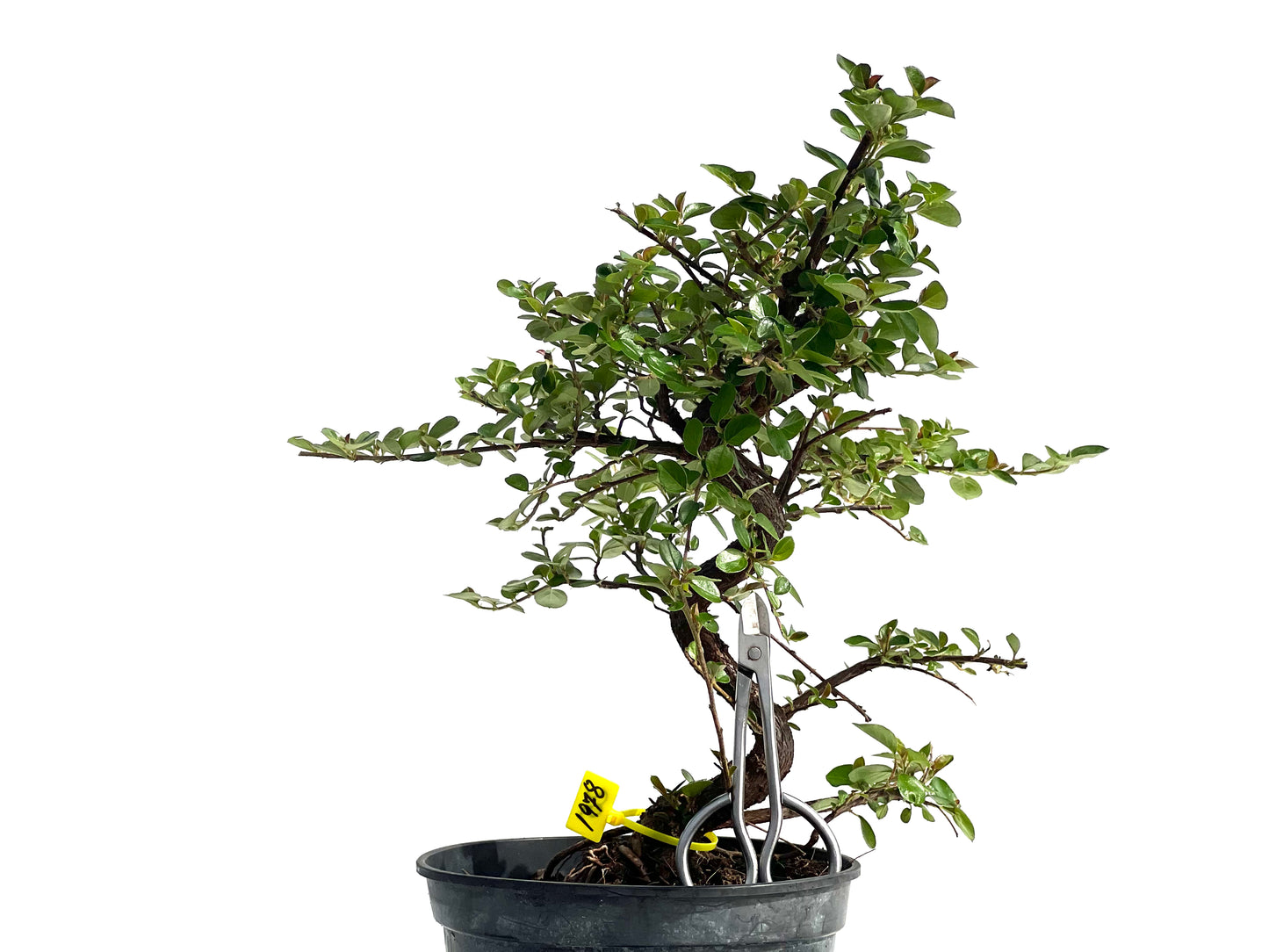 Cotoneaster 1978