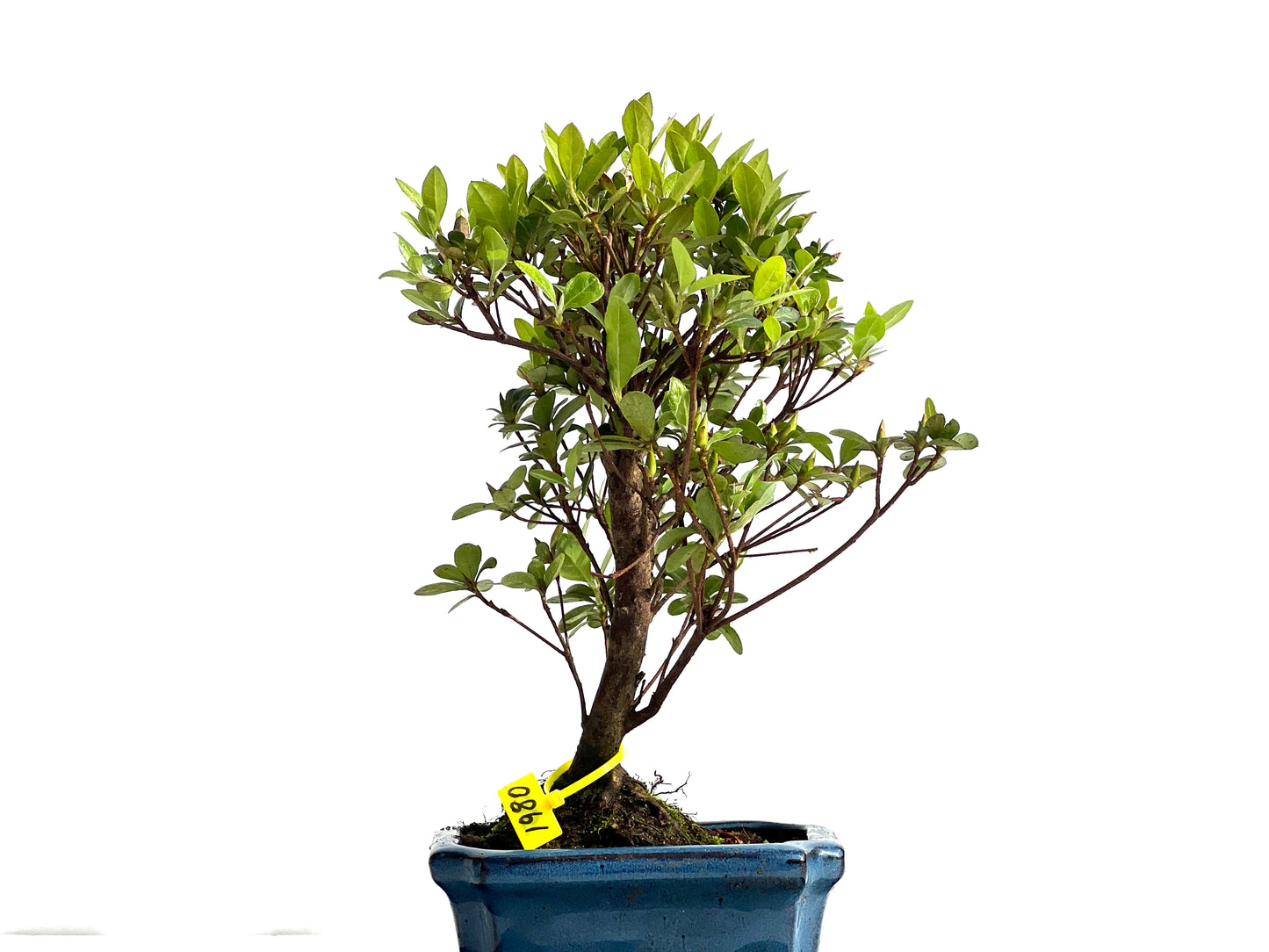 Rhododendrum Indicum 1980