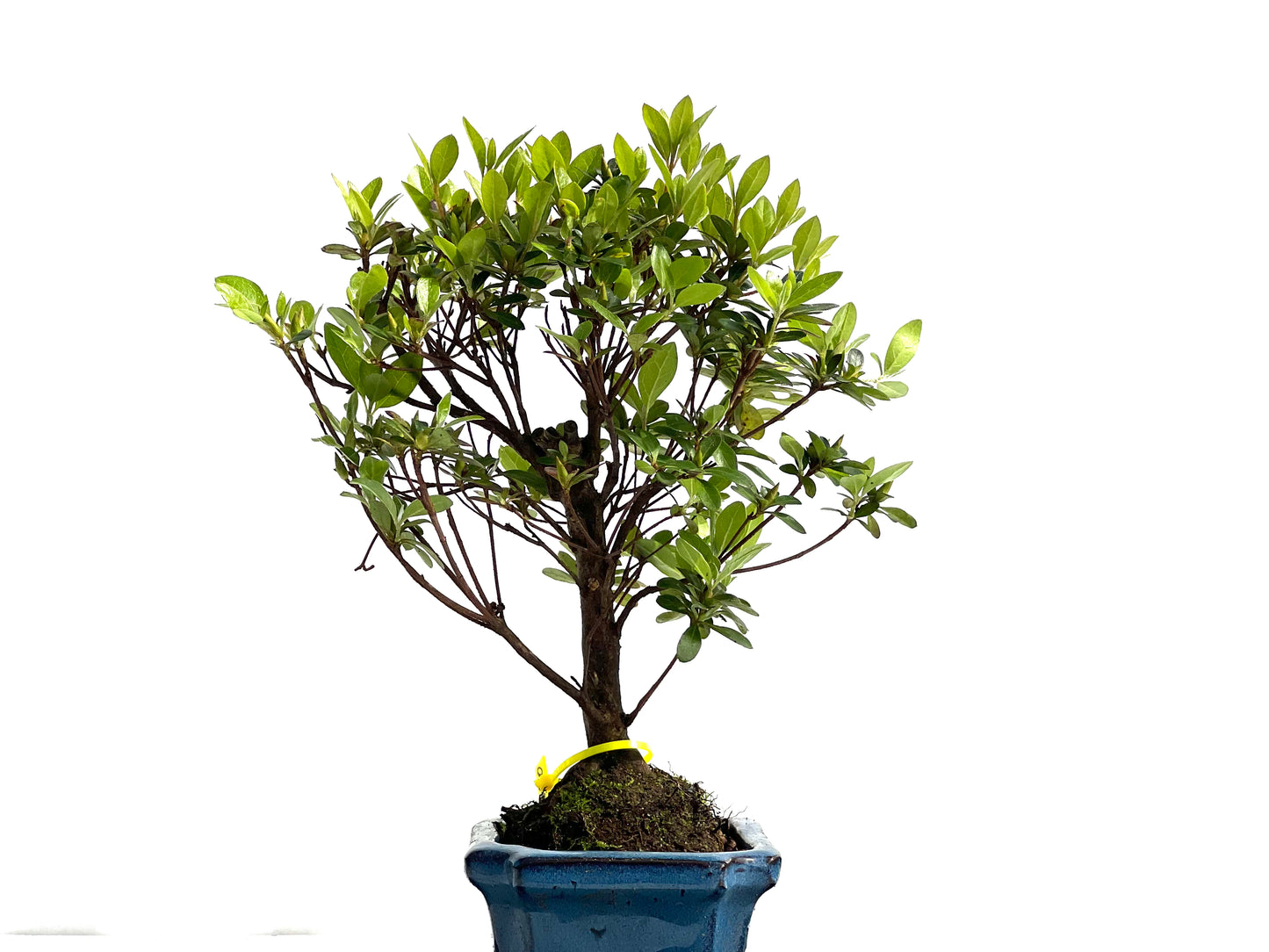 Rhododendrum Indicum 1980