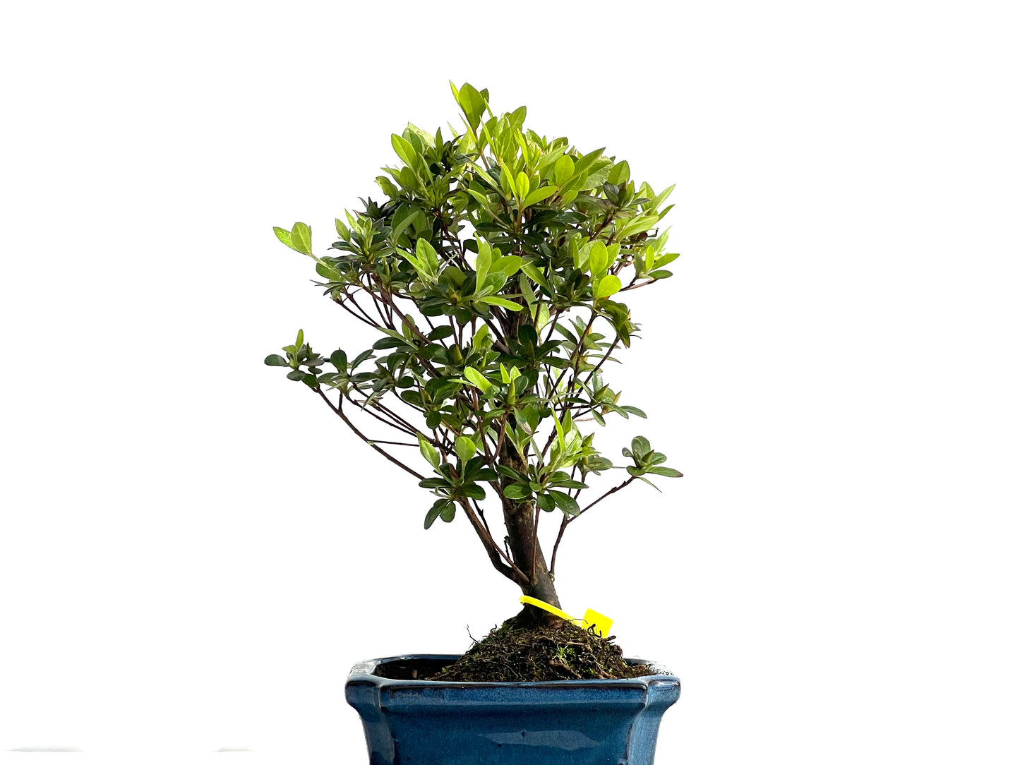 Rhododendrum Indicum 1980
