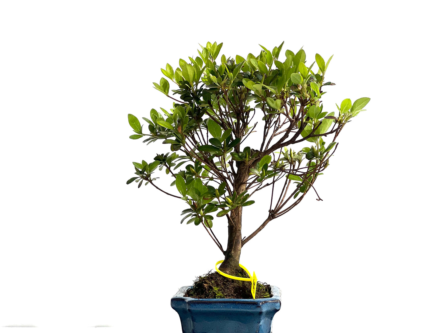 Rhododendrum Indicum 1980