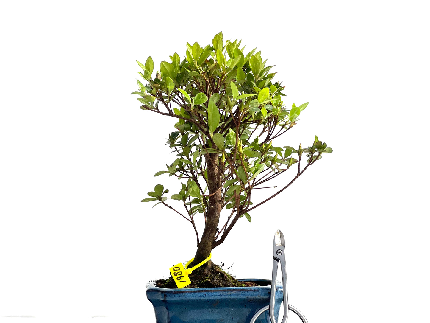 Rhododendrum Indicum 1980