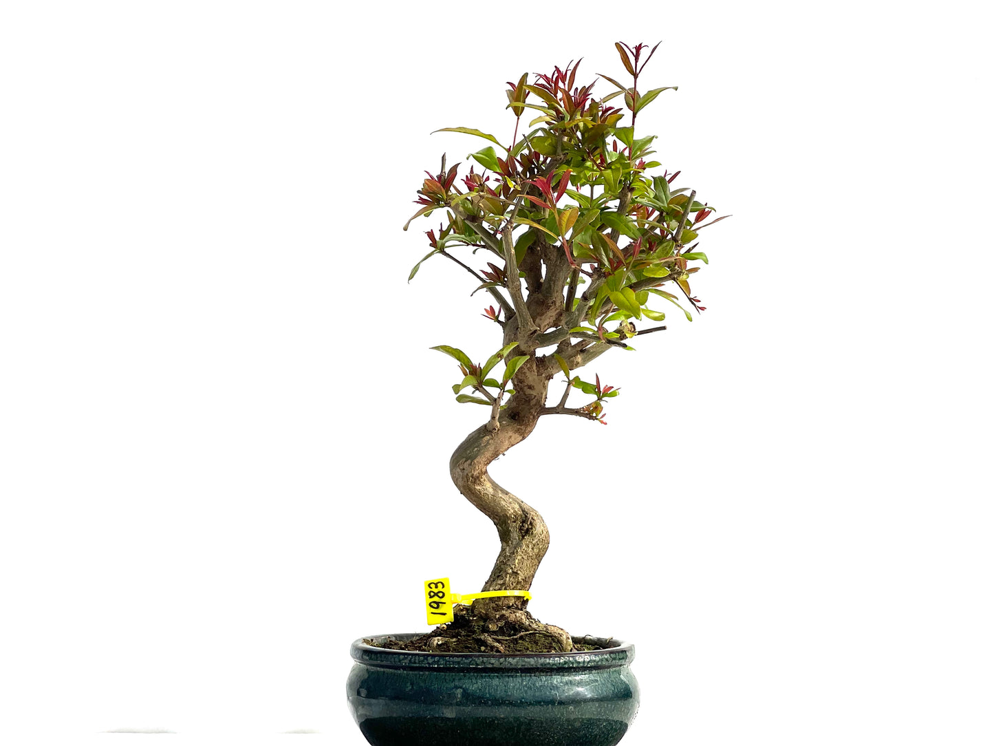 Punica Granatum Nejikan 1983