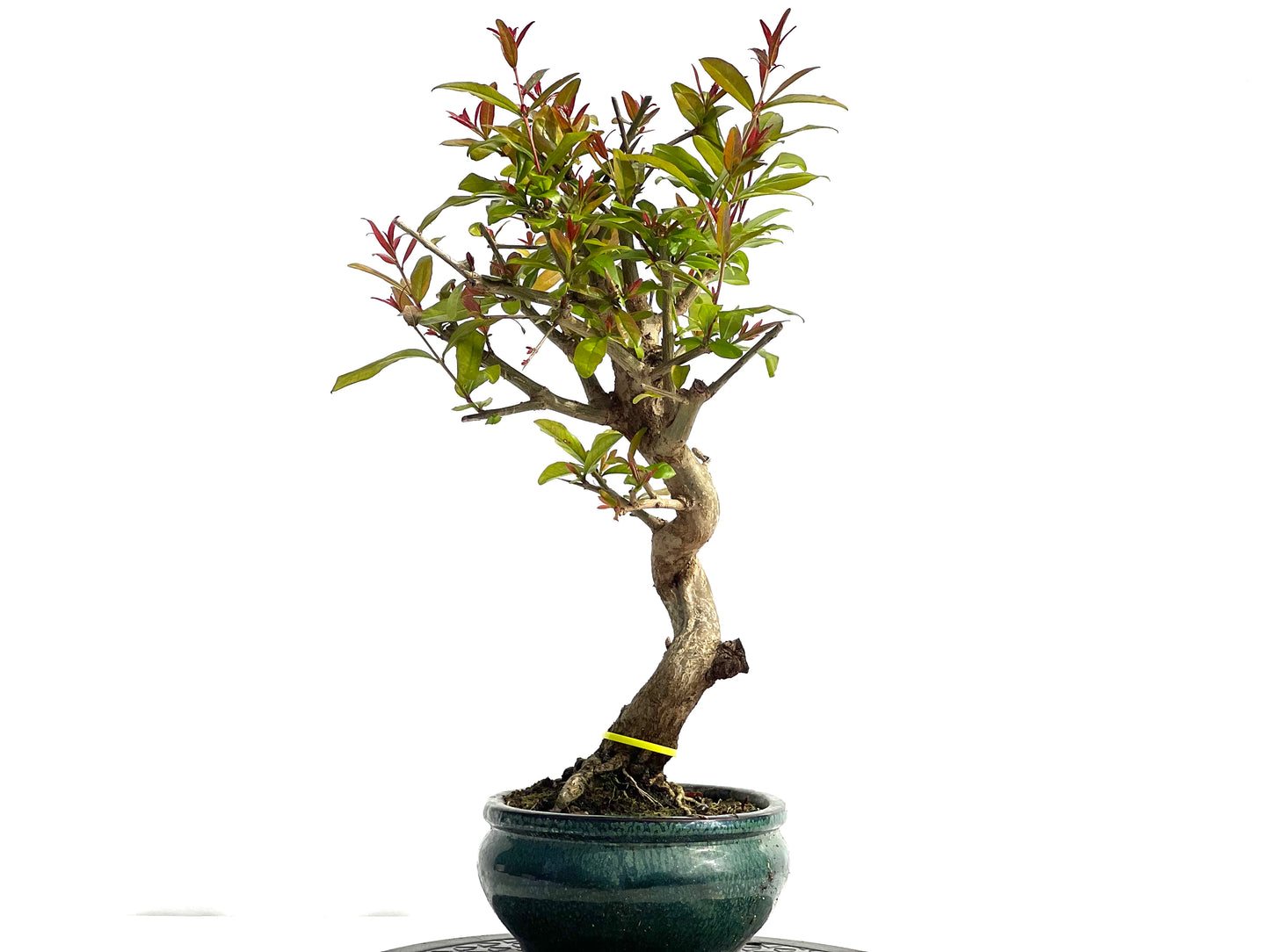 Punica Granatum Nejikan 1983