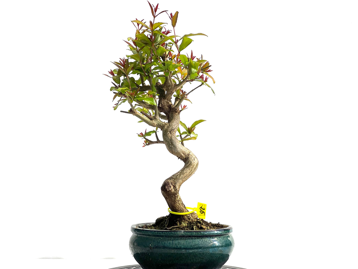 Punica Granatum Nejikan 1983