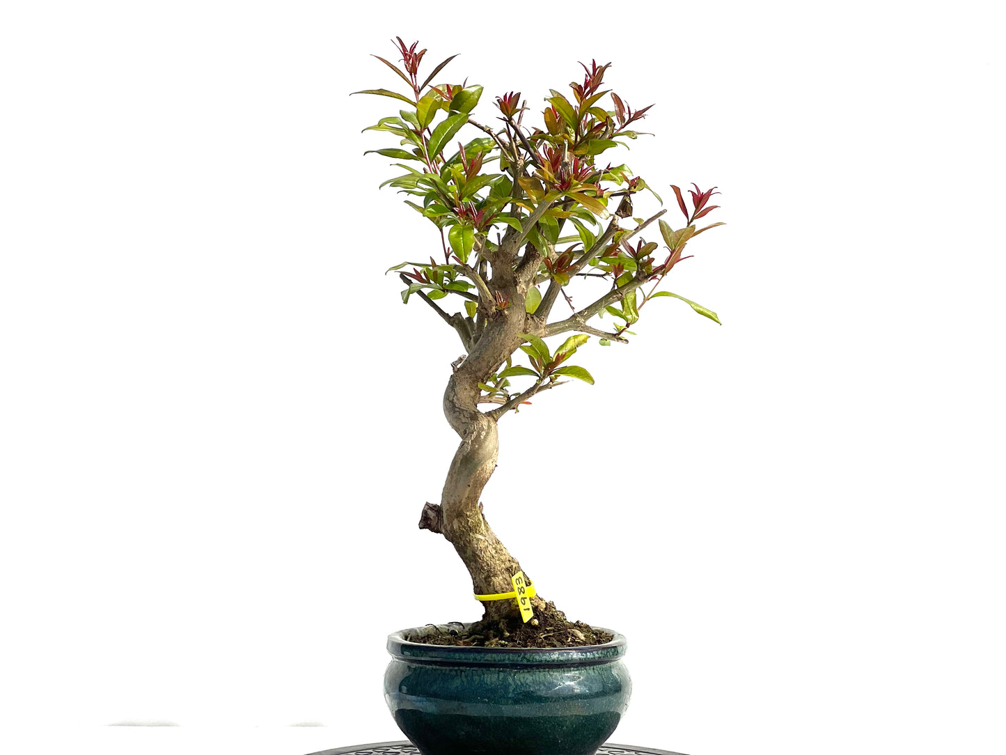 Punica Granatum Nejikan 1983