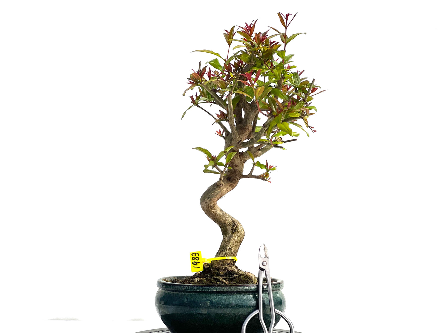 Punica Granatum Nejikan 1983