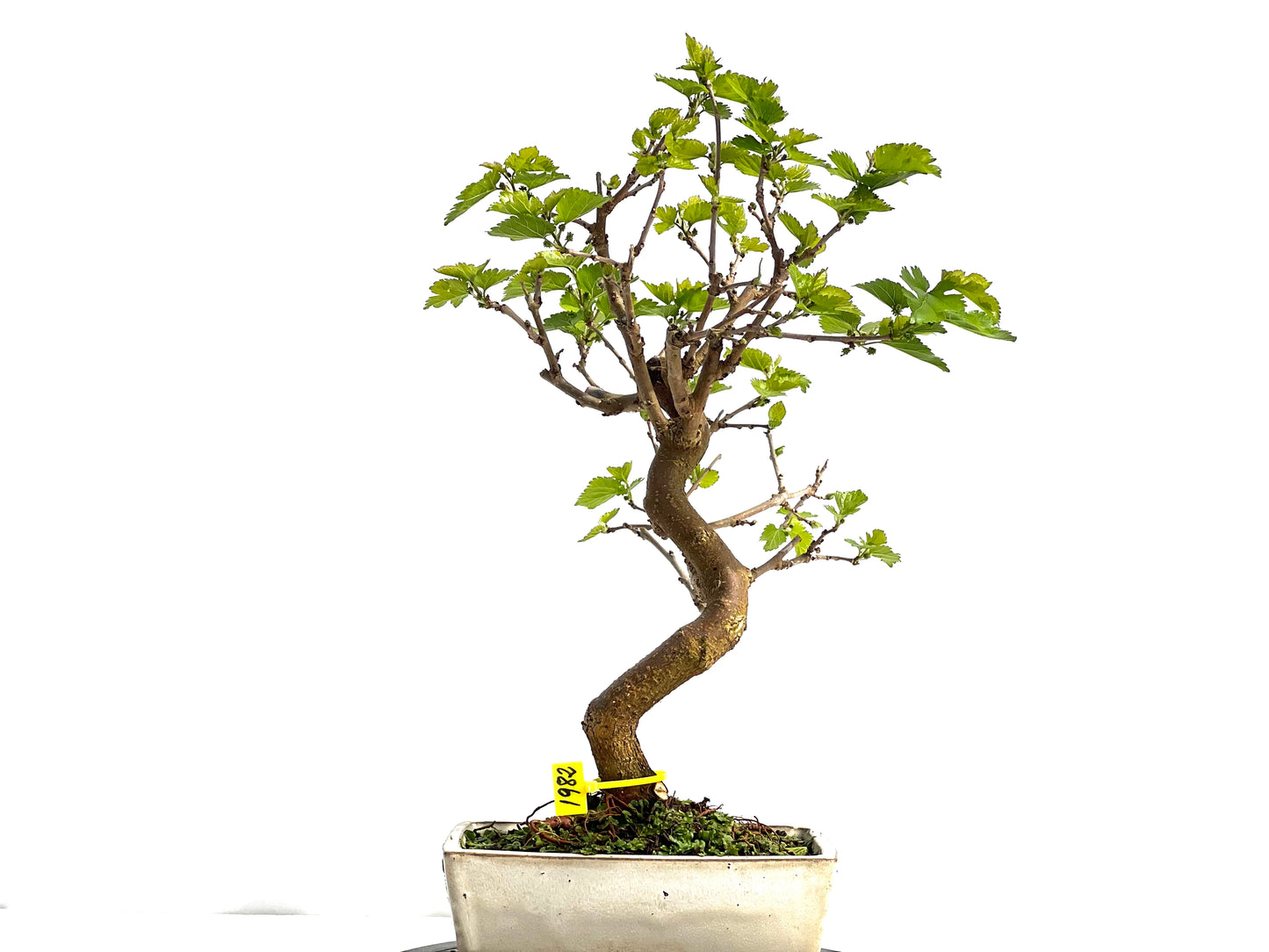 Morus Alba 1982