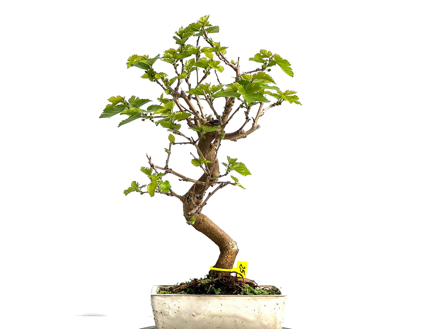 Morus Alba 1982
