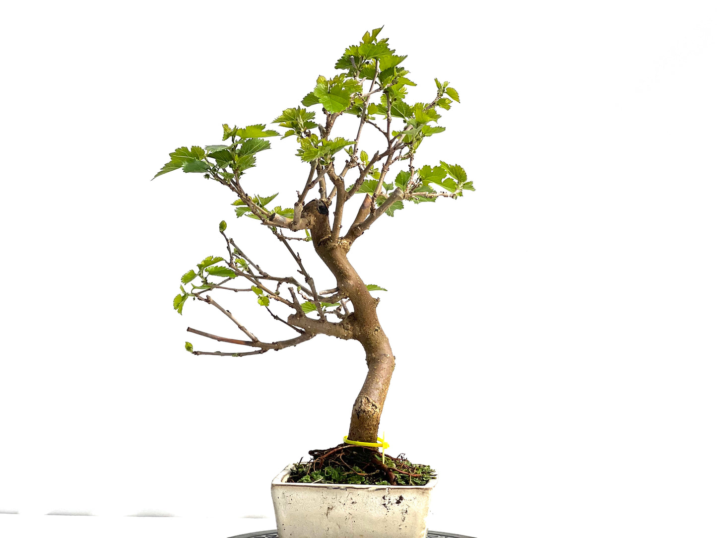 Morus Alba 1982