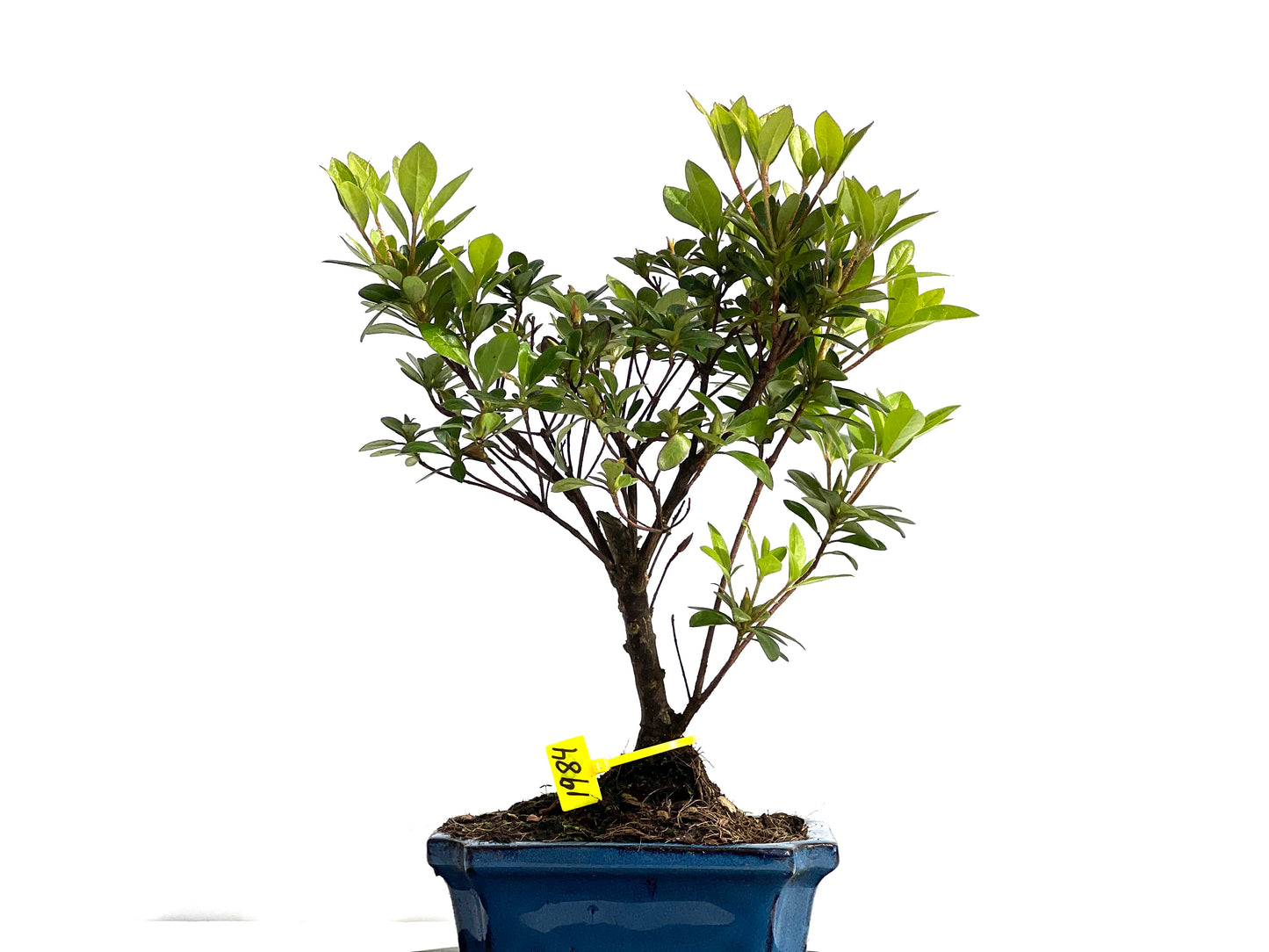 Rhododendrum Indicum 1984