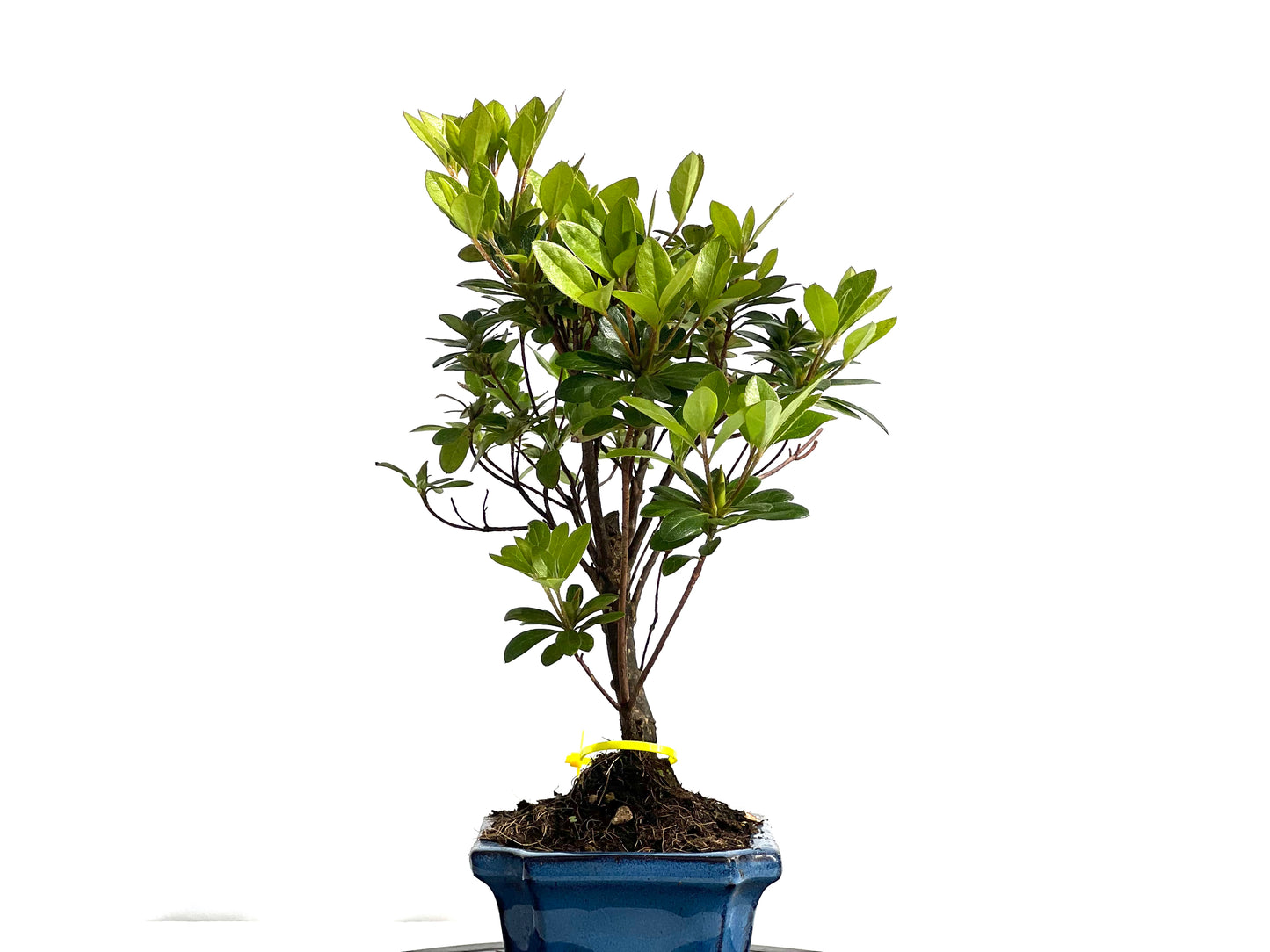 Rhododendrum Indicum 1984