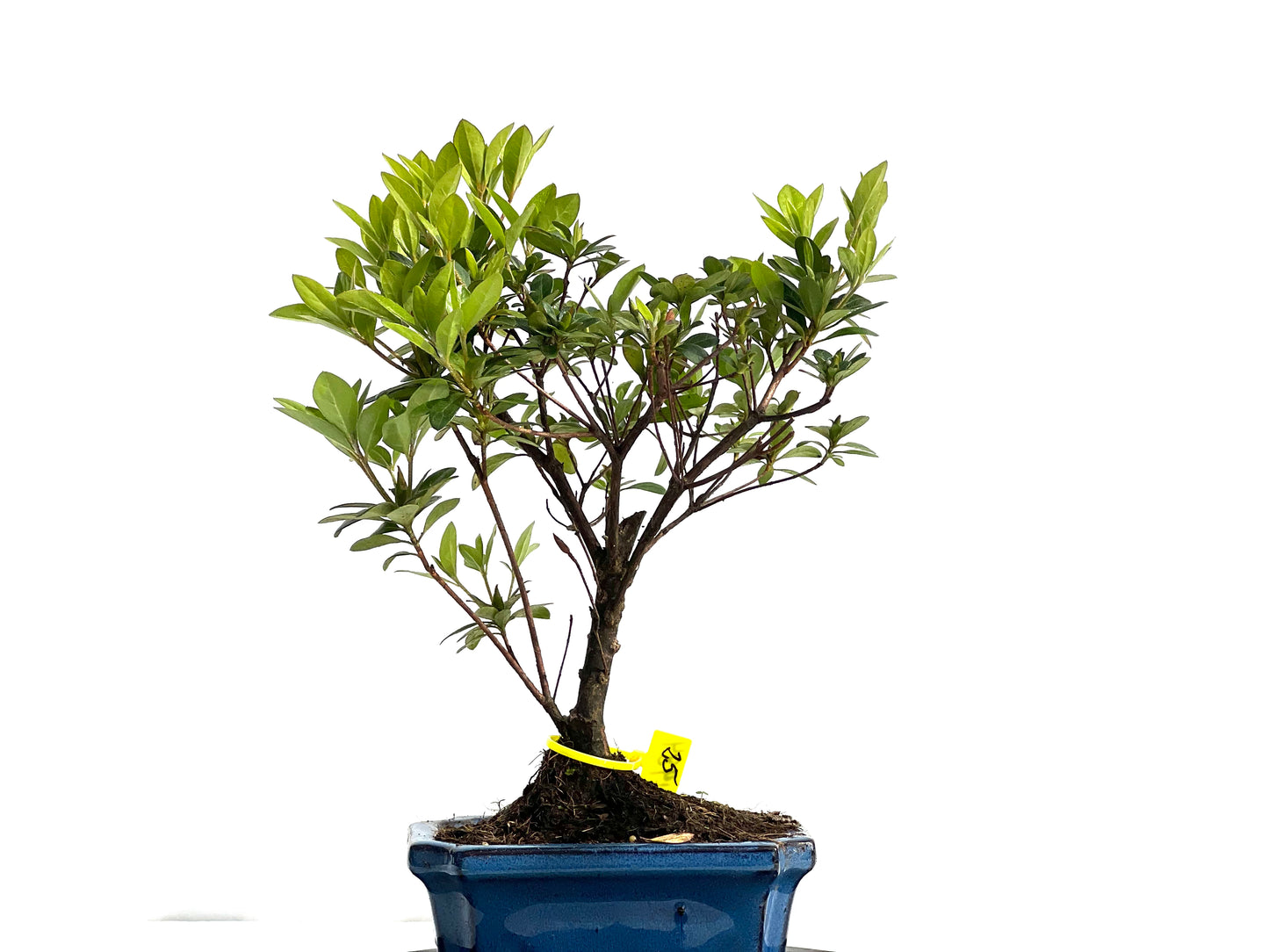 Rhododendrum Indicum 1984