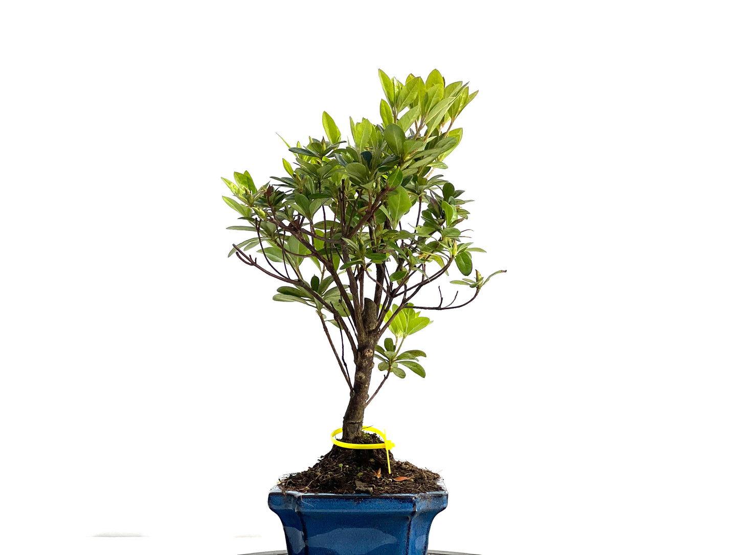 Rhododendrum Indicum 1984
