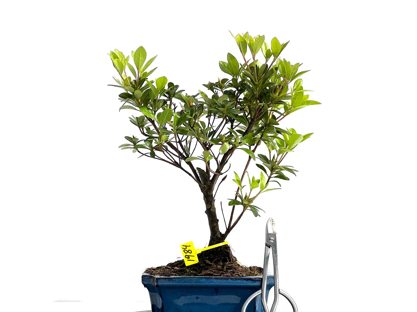 Rhododendrum Indicum 1984
