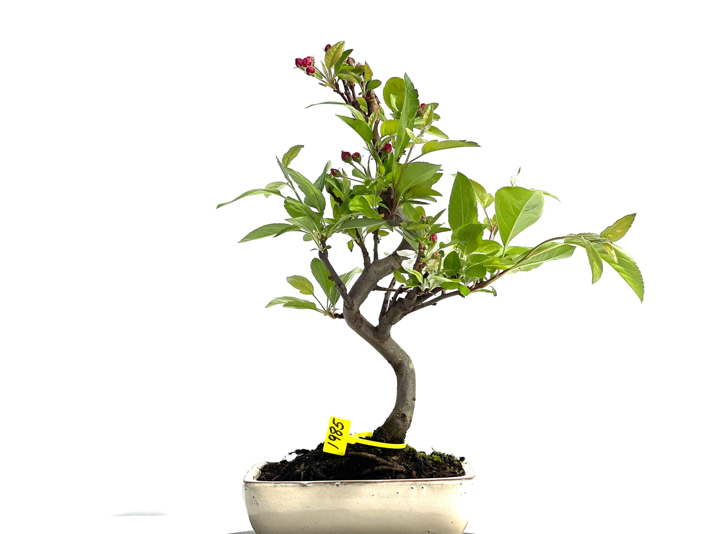 Malus Everest 1985