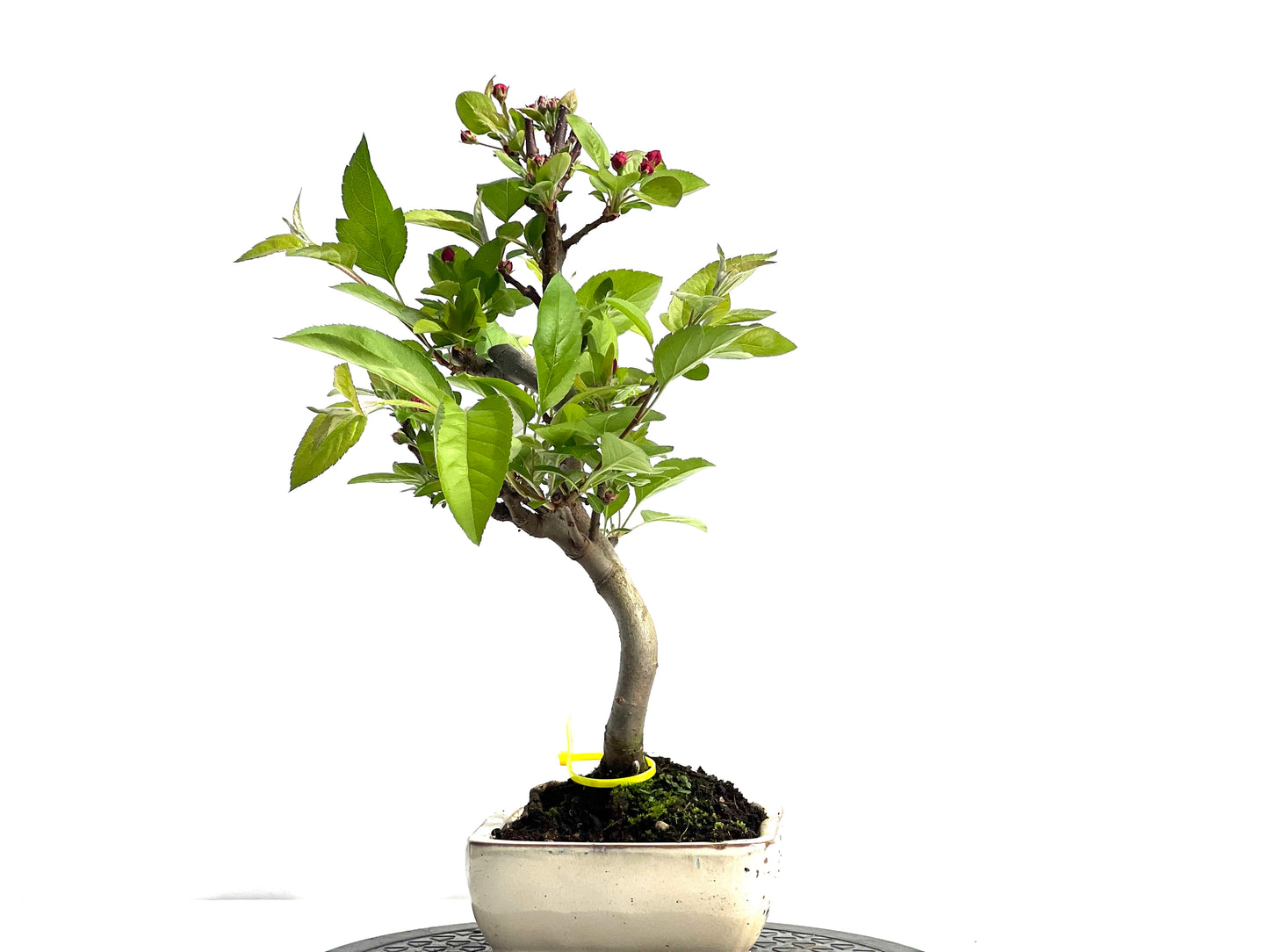 Malus Everest 1985